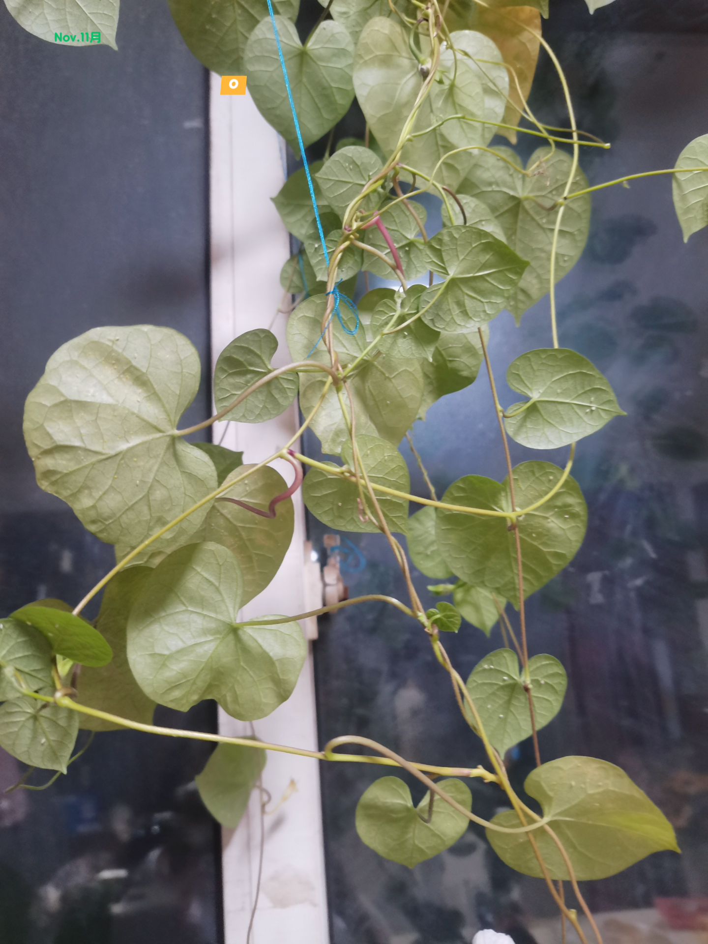 习惯 的想法: 生虫的牵牛花 |  a class="hash_tag" href="https