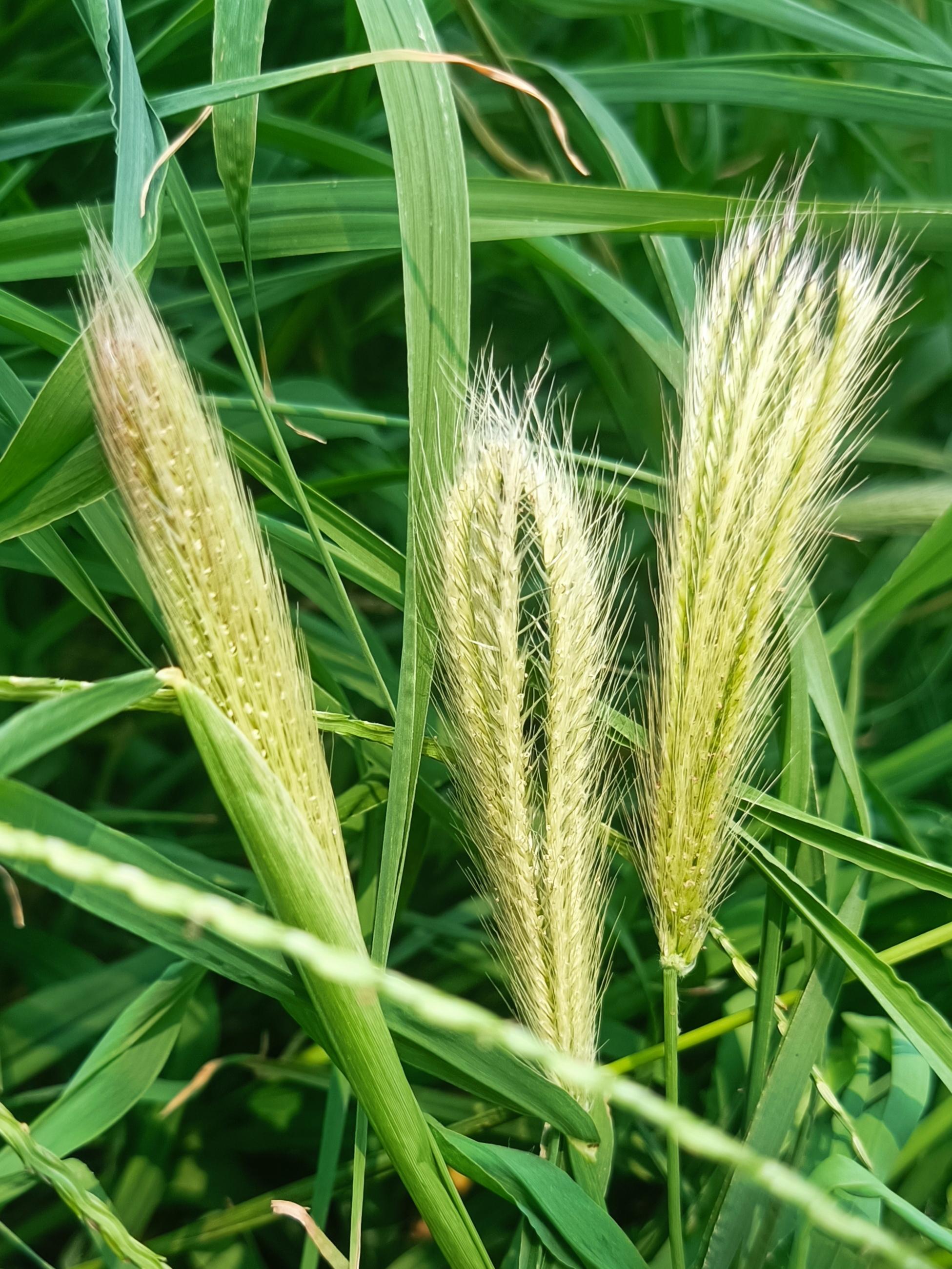 虎尾草是禾本科,虎尾草属,一年