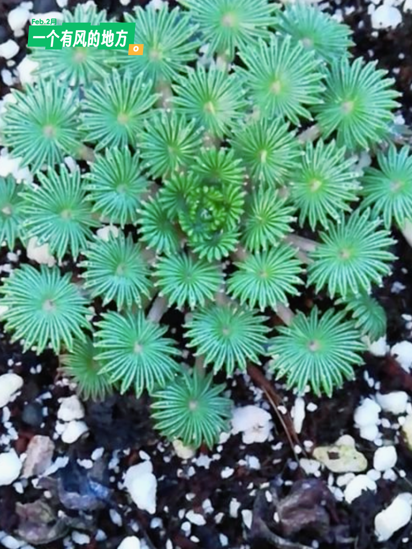 花脸钟离 的想法 棕榈酢浆草