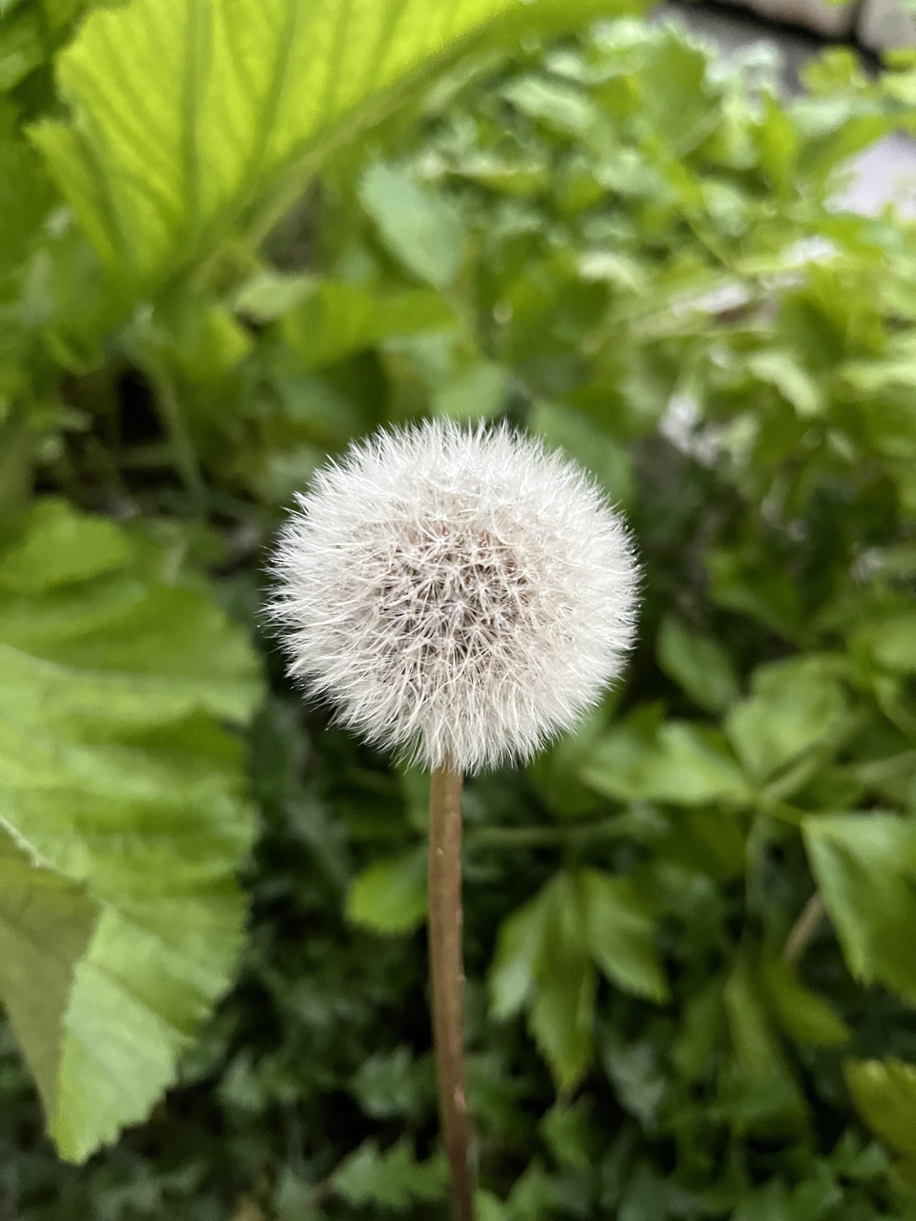 蒲公英冬天的样子图片