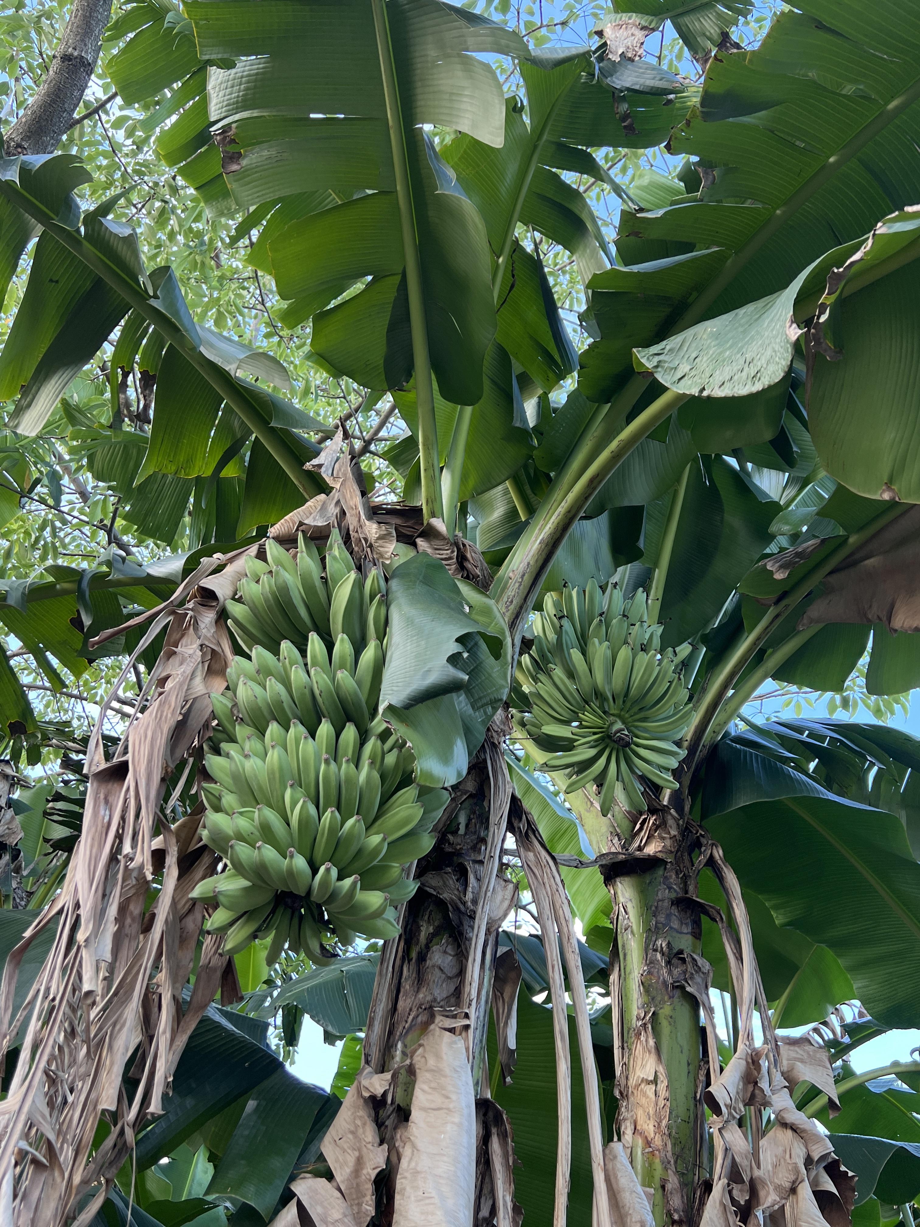 芭蕉树果实图片