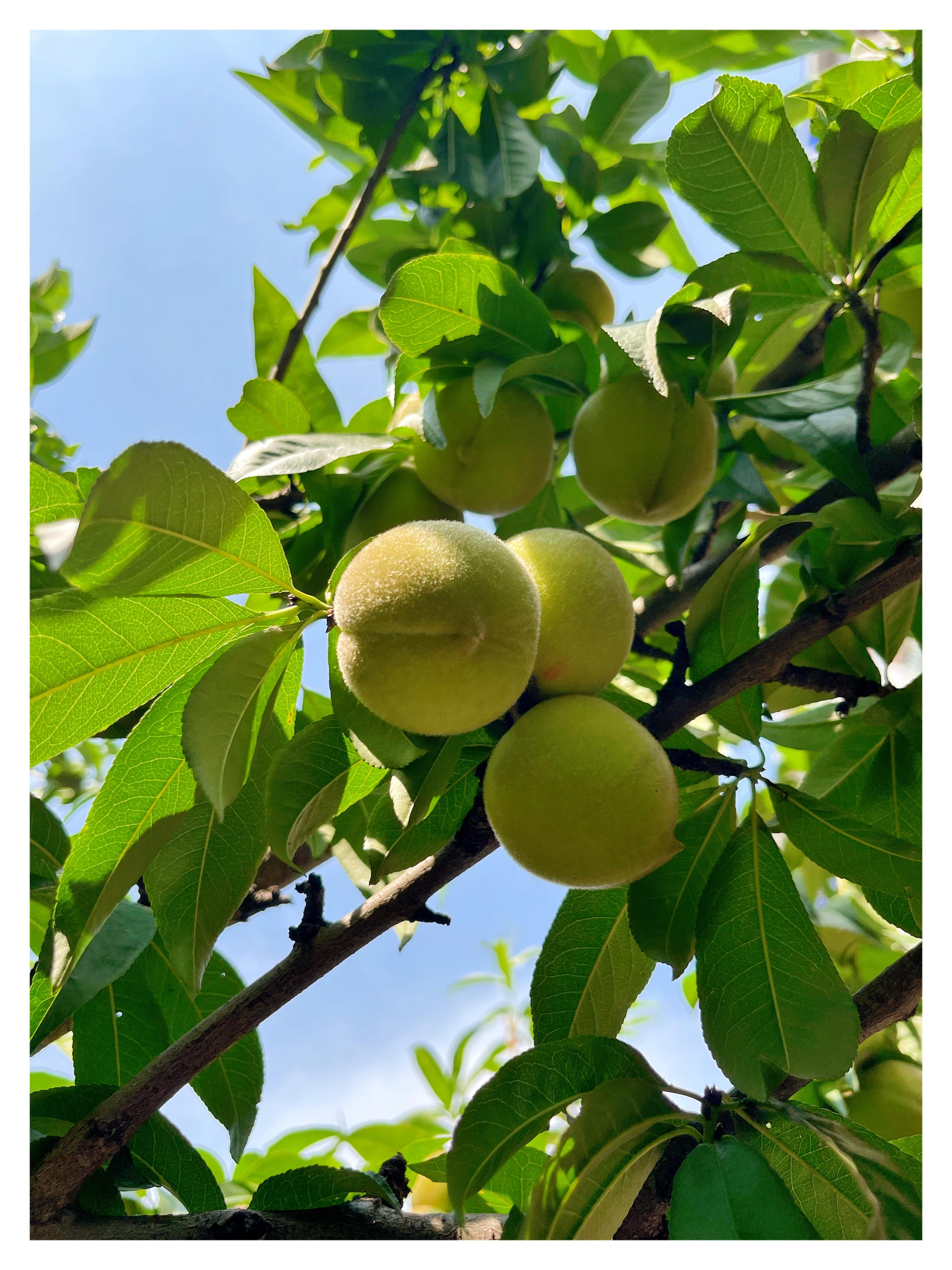 微微一勺 的想法: 盛夏的果实 | 92 分享我的摄影作品:盛夏晚晴天 