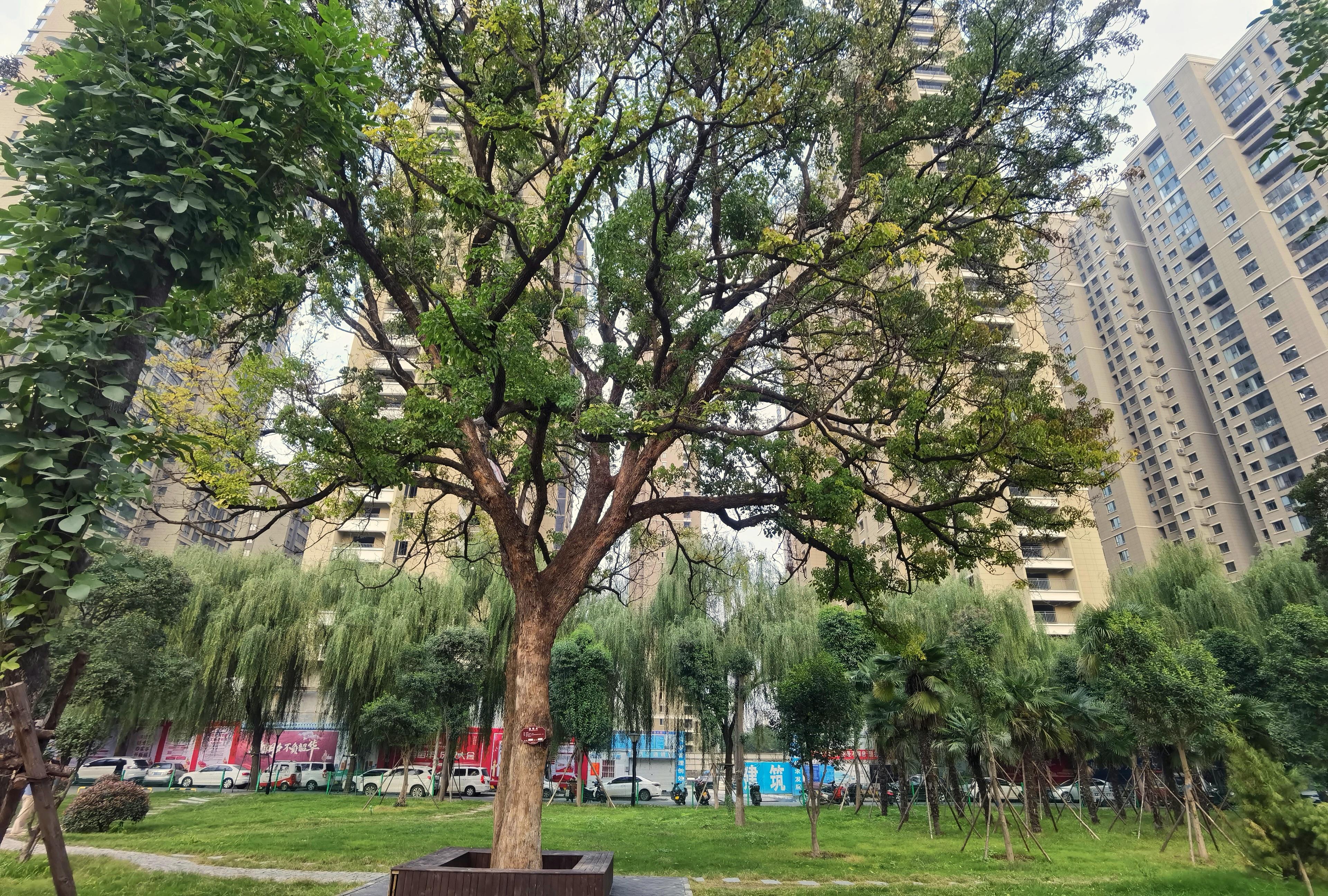 今日旅闻 的想法: 今日美景时光,傍晚时的洛阳南关公园.