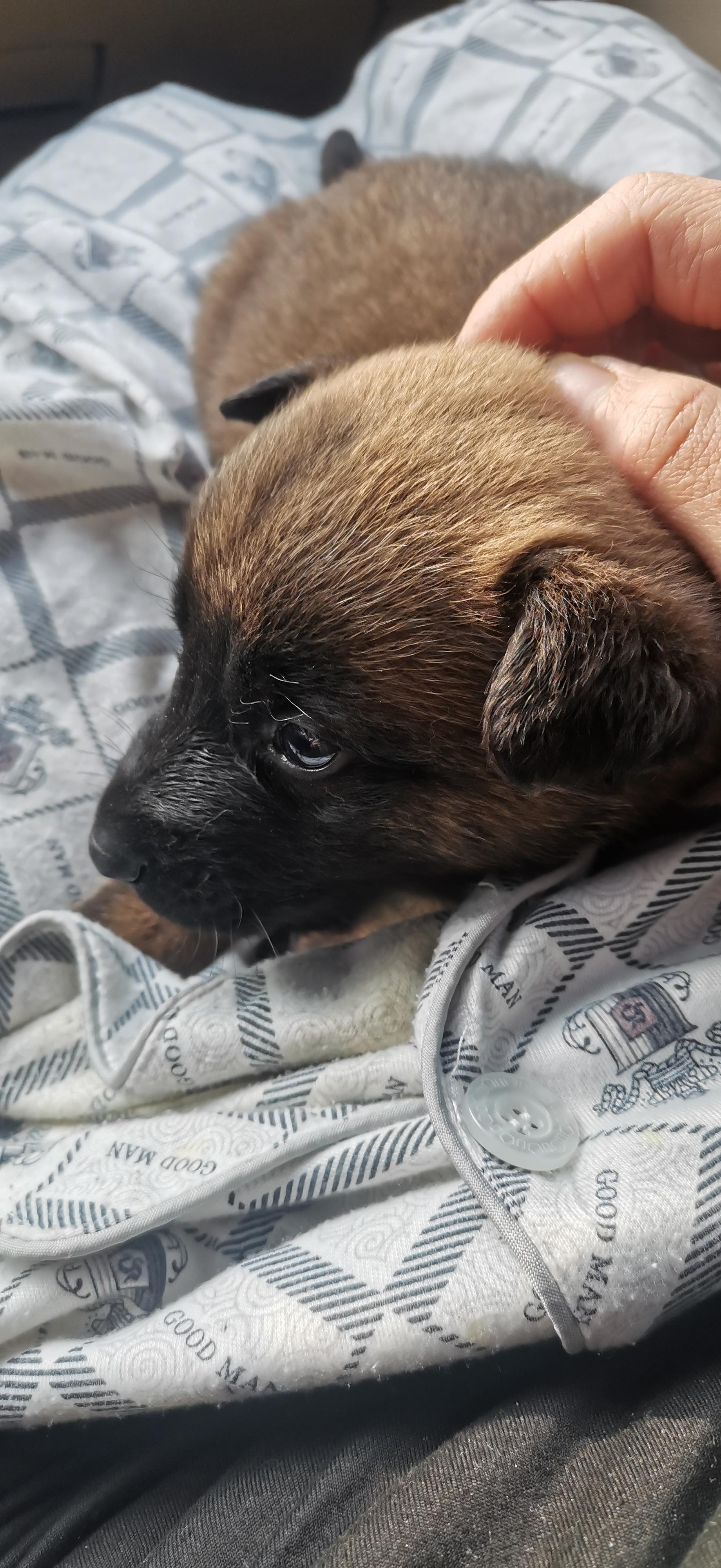 没了蜡笔的小新 的想法: 去年养过一只马犬,刚满月抱回来的养了半个月