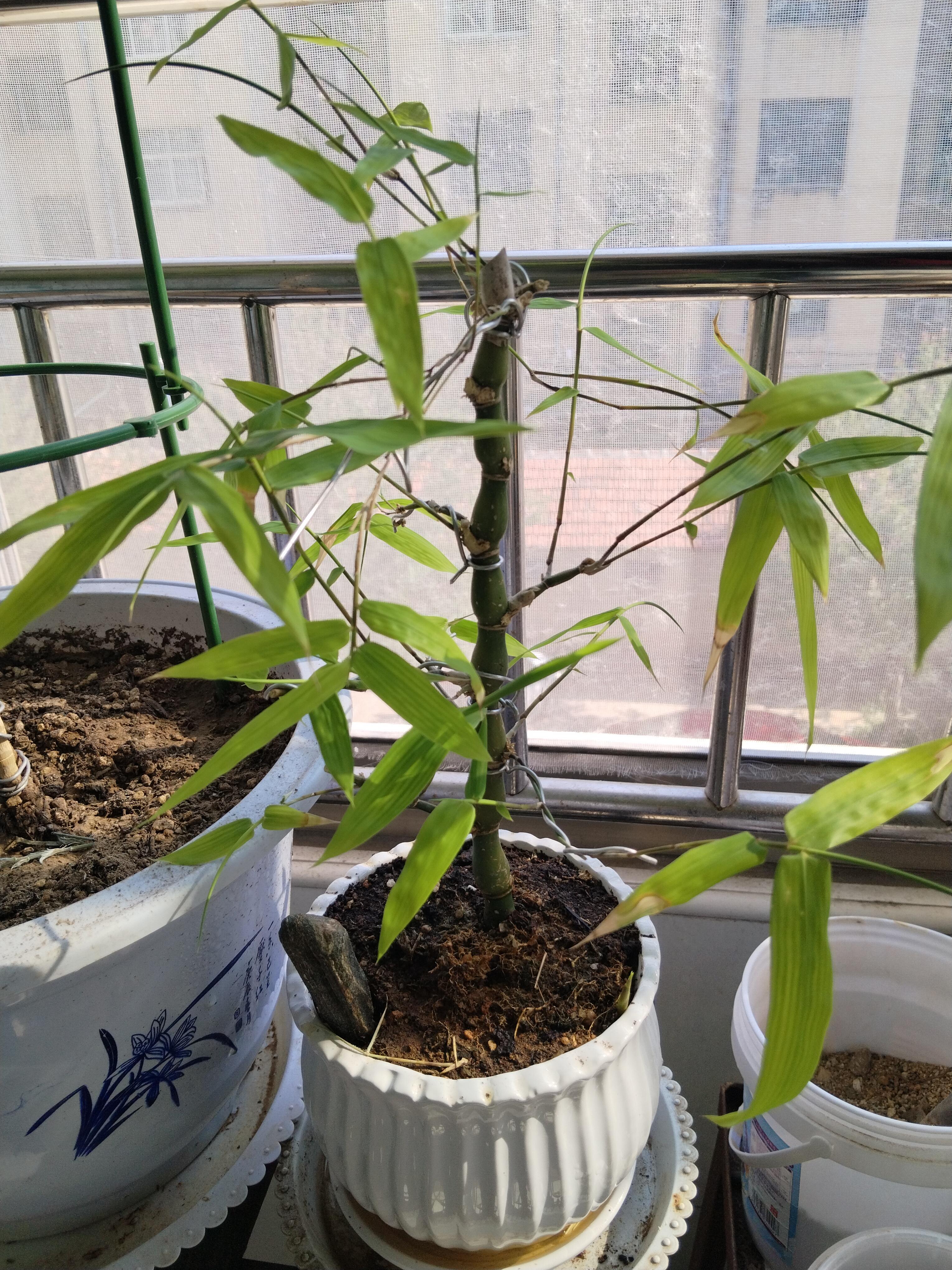 老胡 的想法 罗汉竹