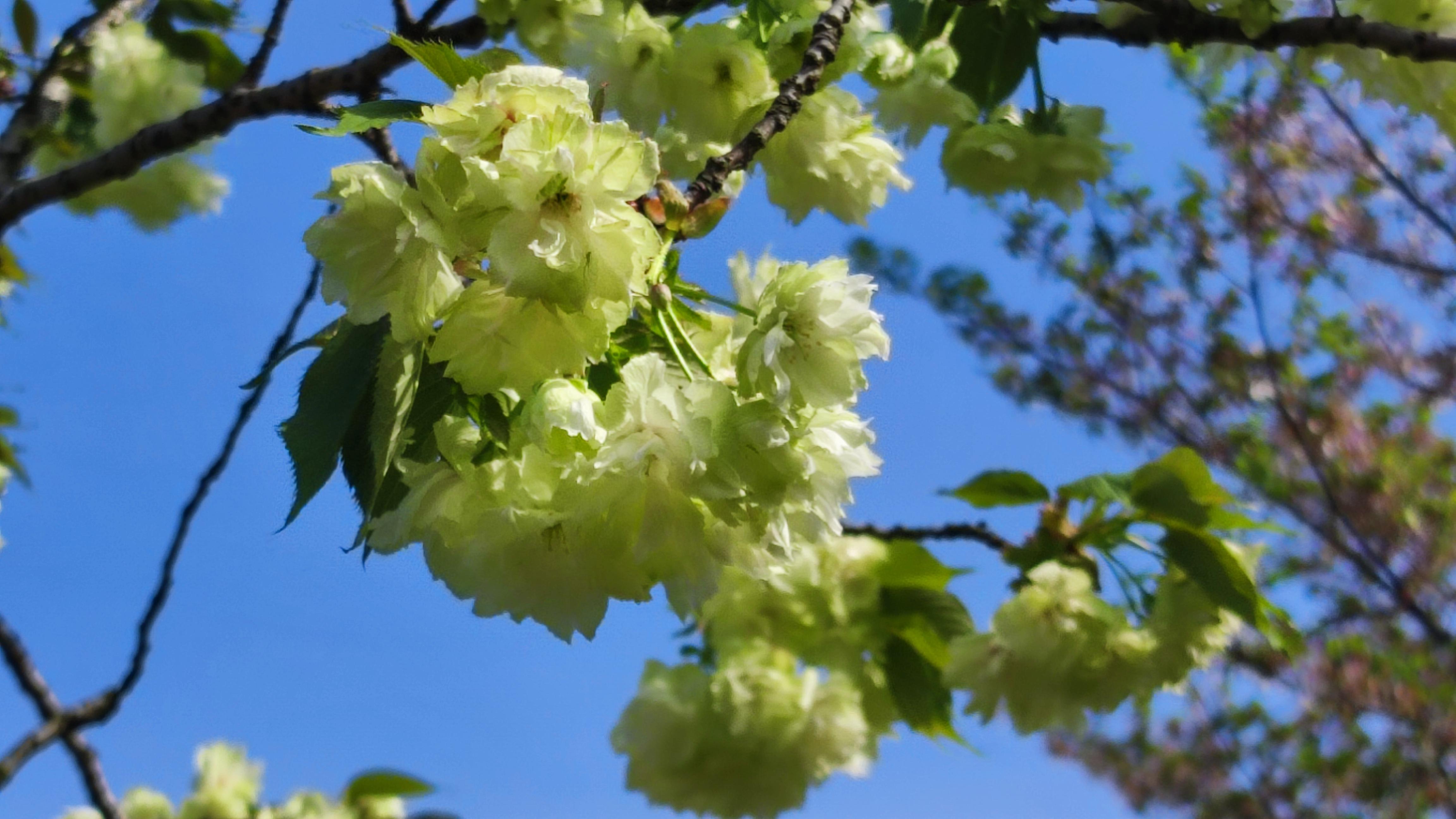 山水有相逢 的想法: 多重樱花开过 | 单樱落下帷幕,叶子密密匝匝起来 
