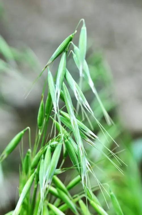 淇泉老翁 的想法: 百草图(七)野燕麦,节节麦 | 野燕麦 br>野燕麦是