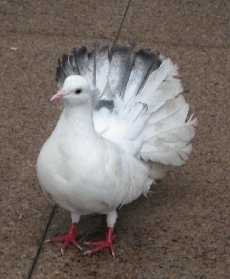 茄源 的想法: 扇尾鸽 | 孔雀鸽也叫扇尾鸽,芭蕾鸽.