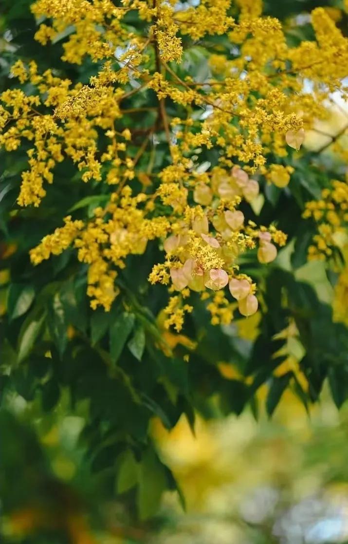 沈知 的想法: 栾树,又称灯笼树,摇钱树,佛缘树 |  a class="hash_tag"