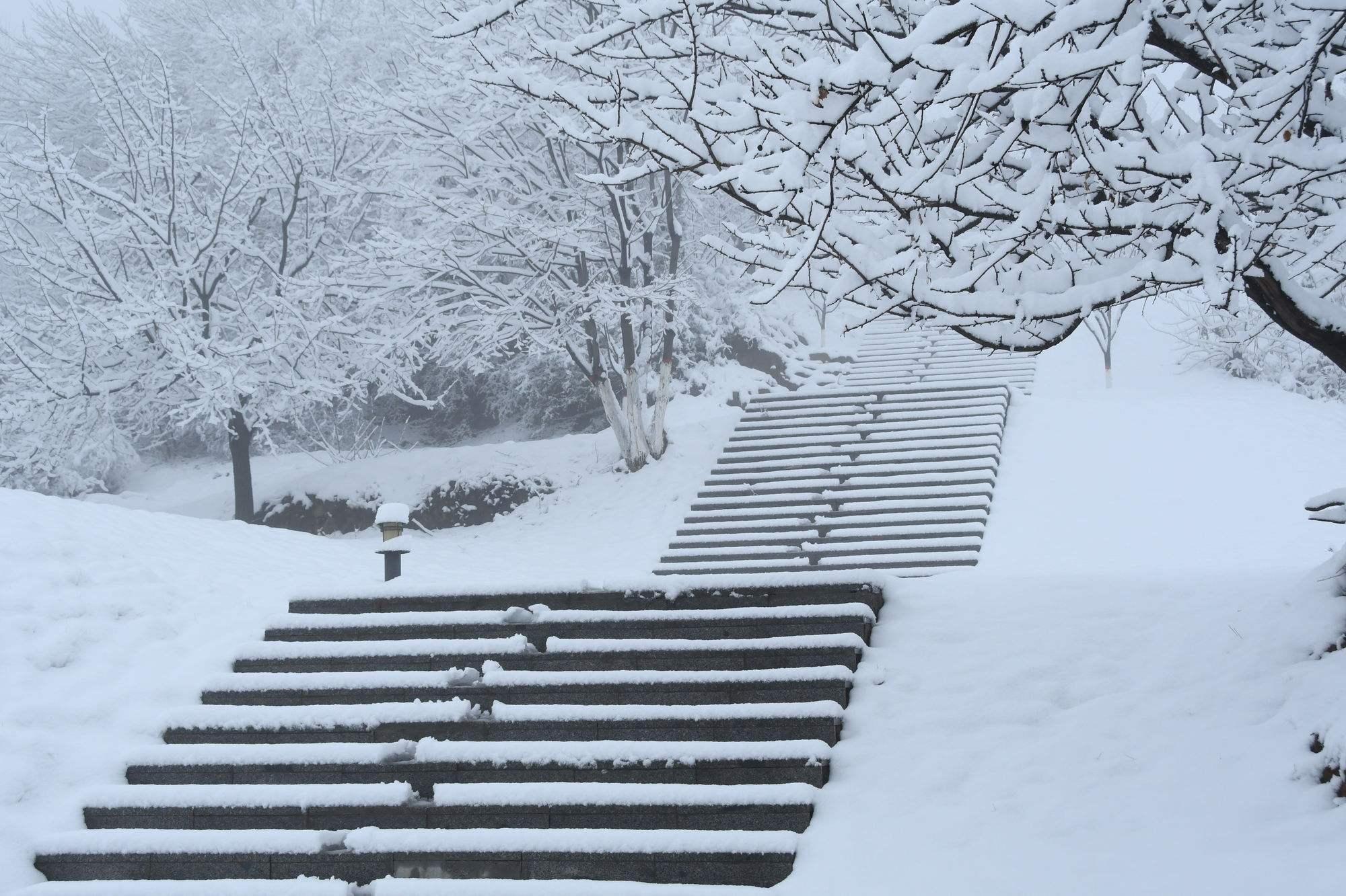 荒渊潜龙 的想法  谁和我一样盼望下一场大雪呢?