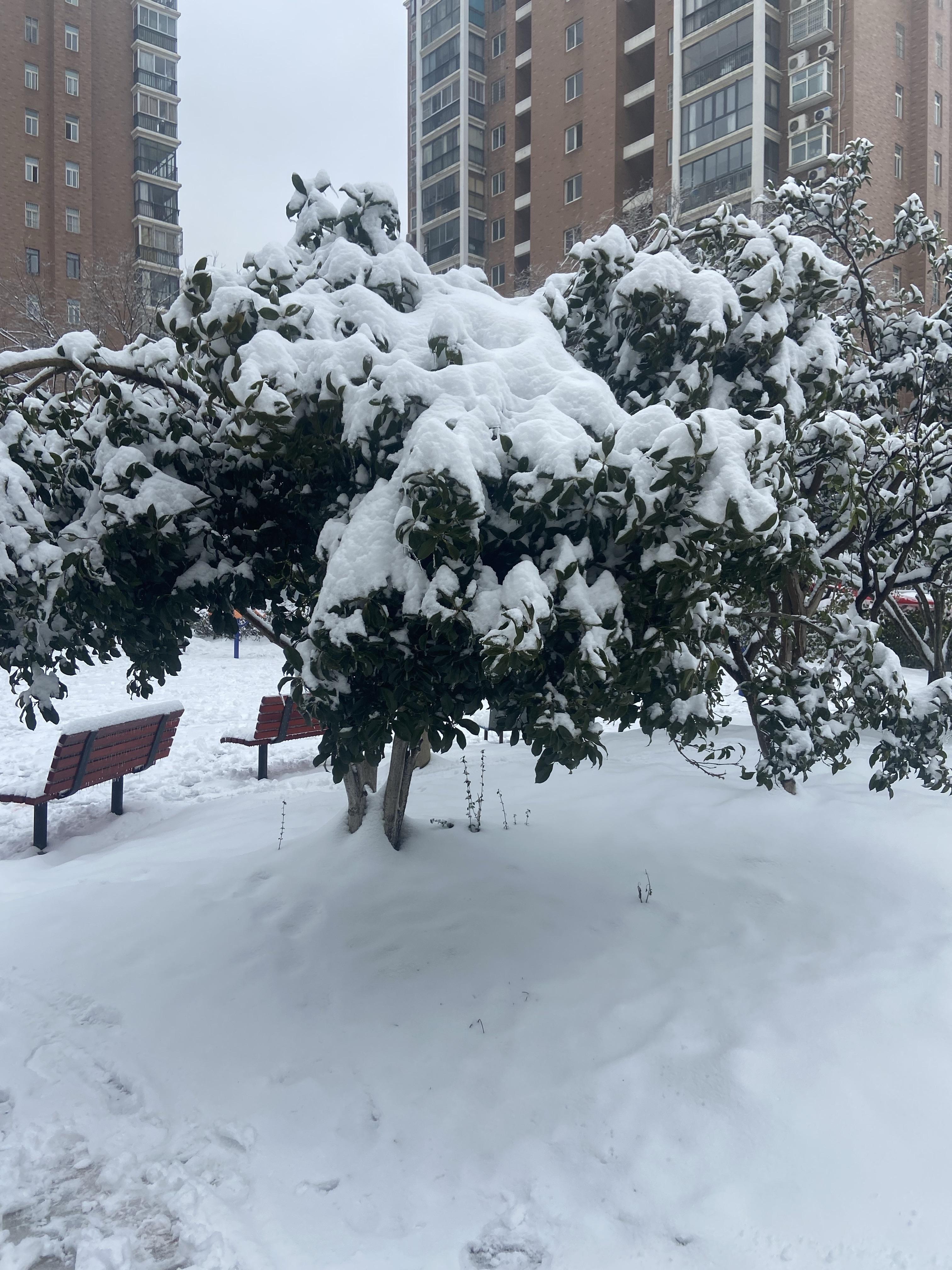 咏雪（六）