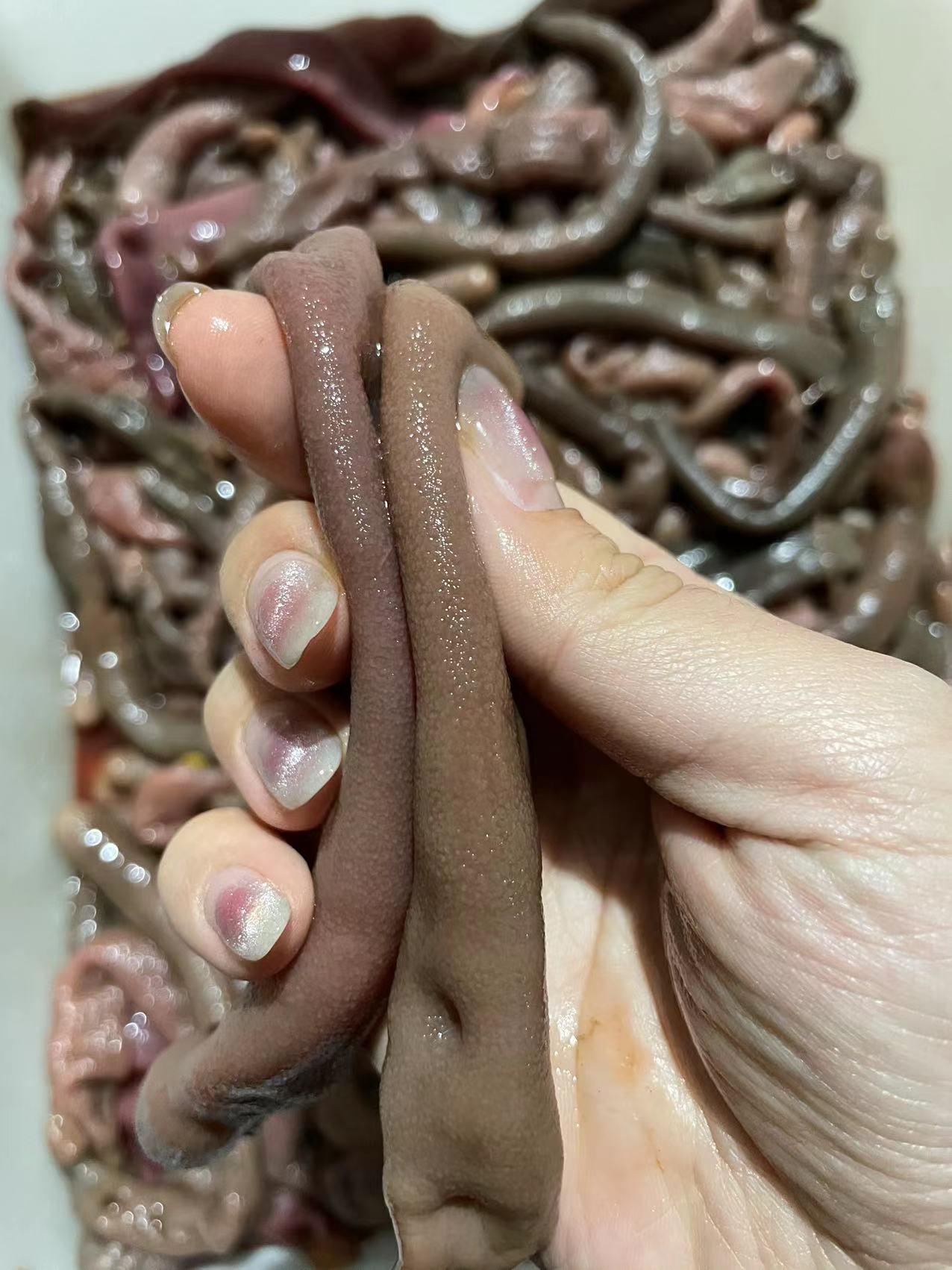 夏家河厚皮海肠子每年的四月份开始都是赶海人的盛宴因为这个季节可以