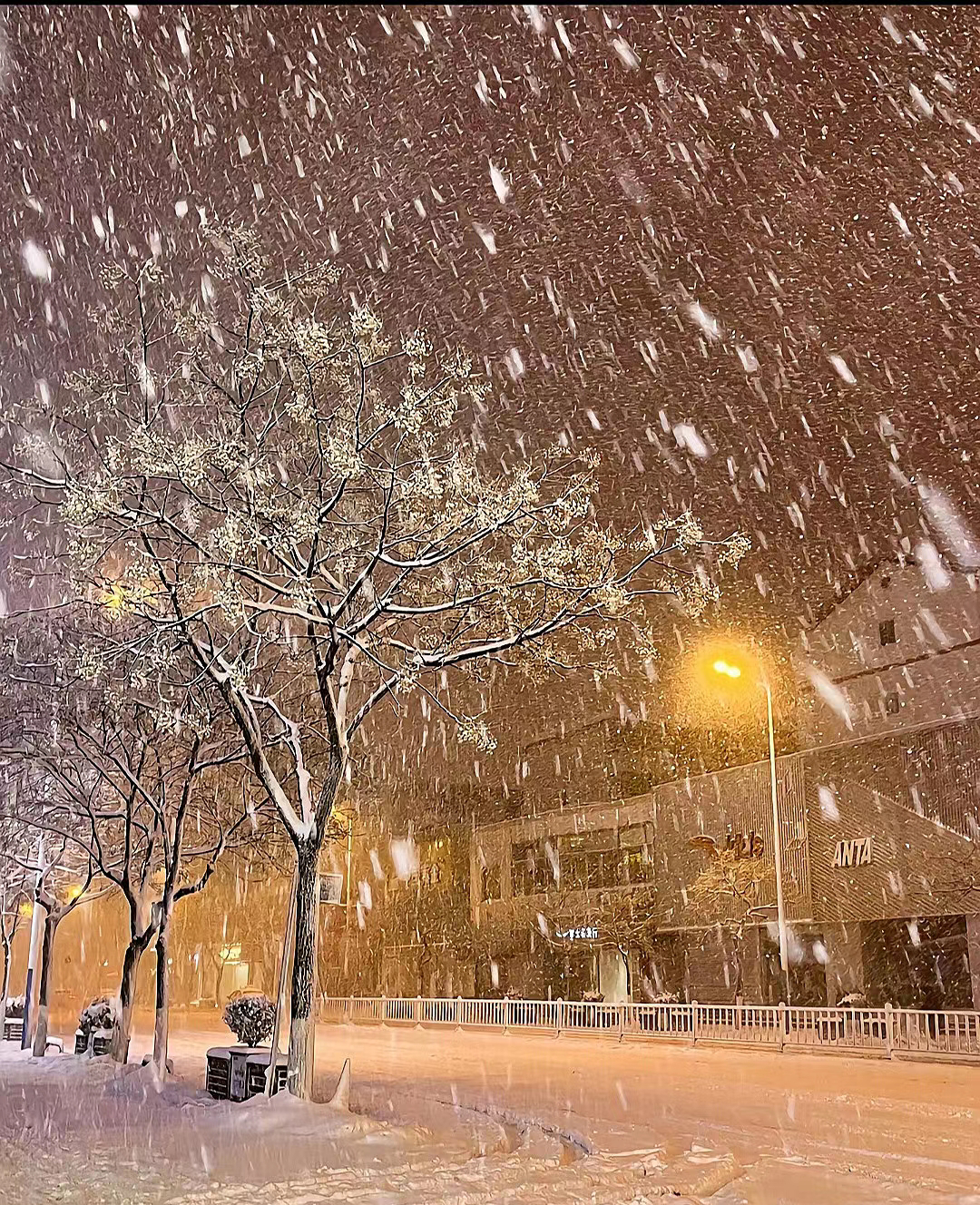 小雪花落在树姑娘身上,树姑娘好像披上了洁白的婚纱;小