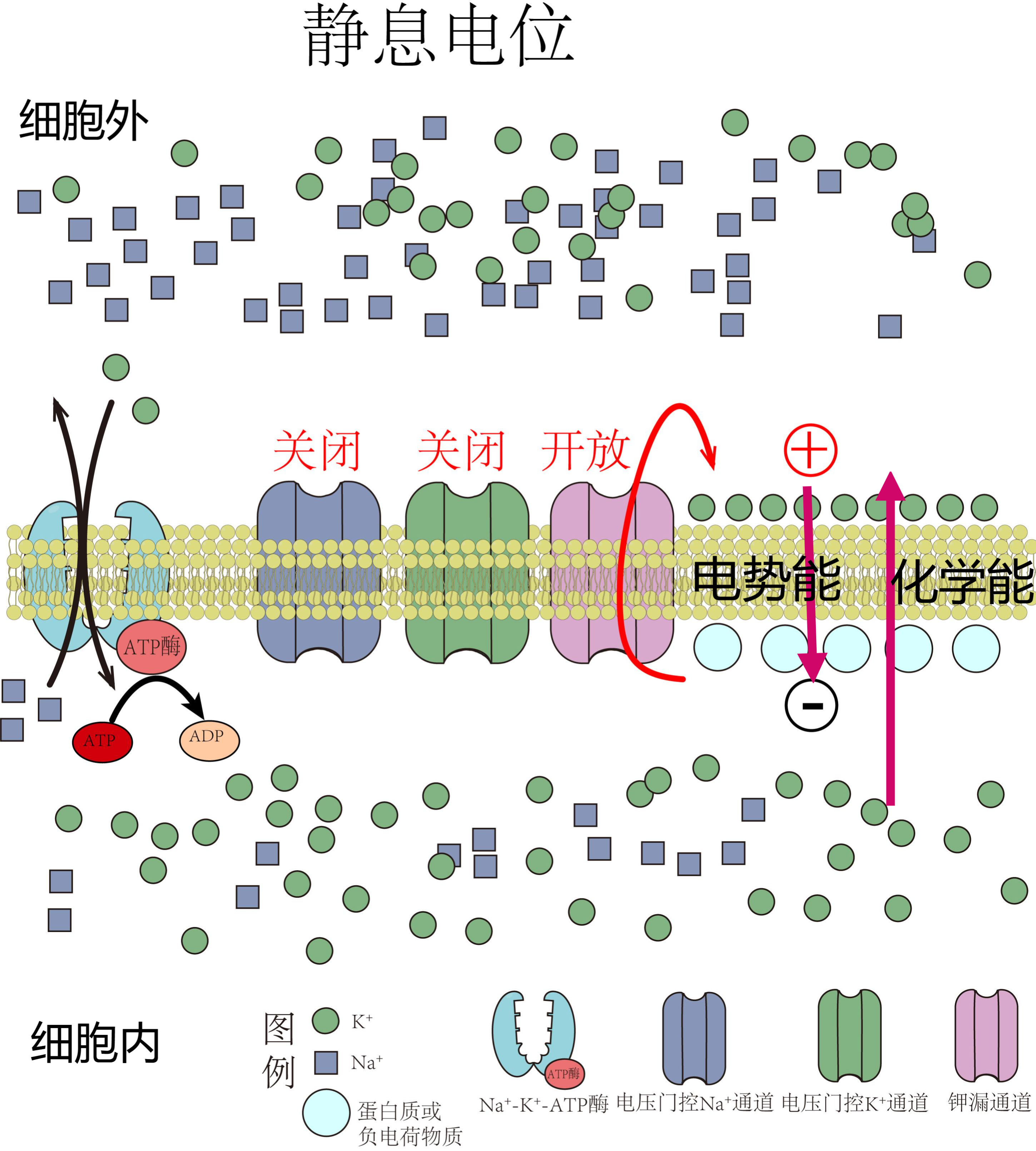 脐橙男孩 的想法: 静息电位与动作电位速记 | »钠钾泵是细胞膜上的重要离子泵，通过消耗ATP将3个Na+运出细胞，2个K+运入细… - 知乎