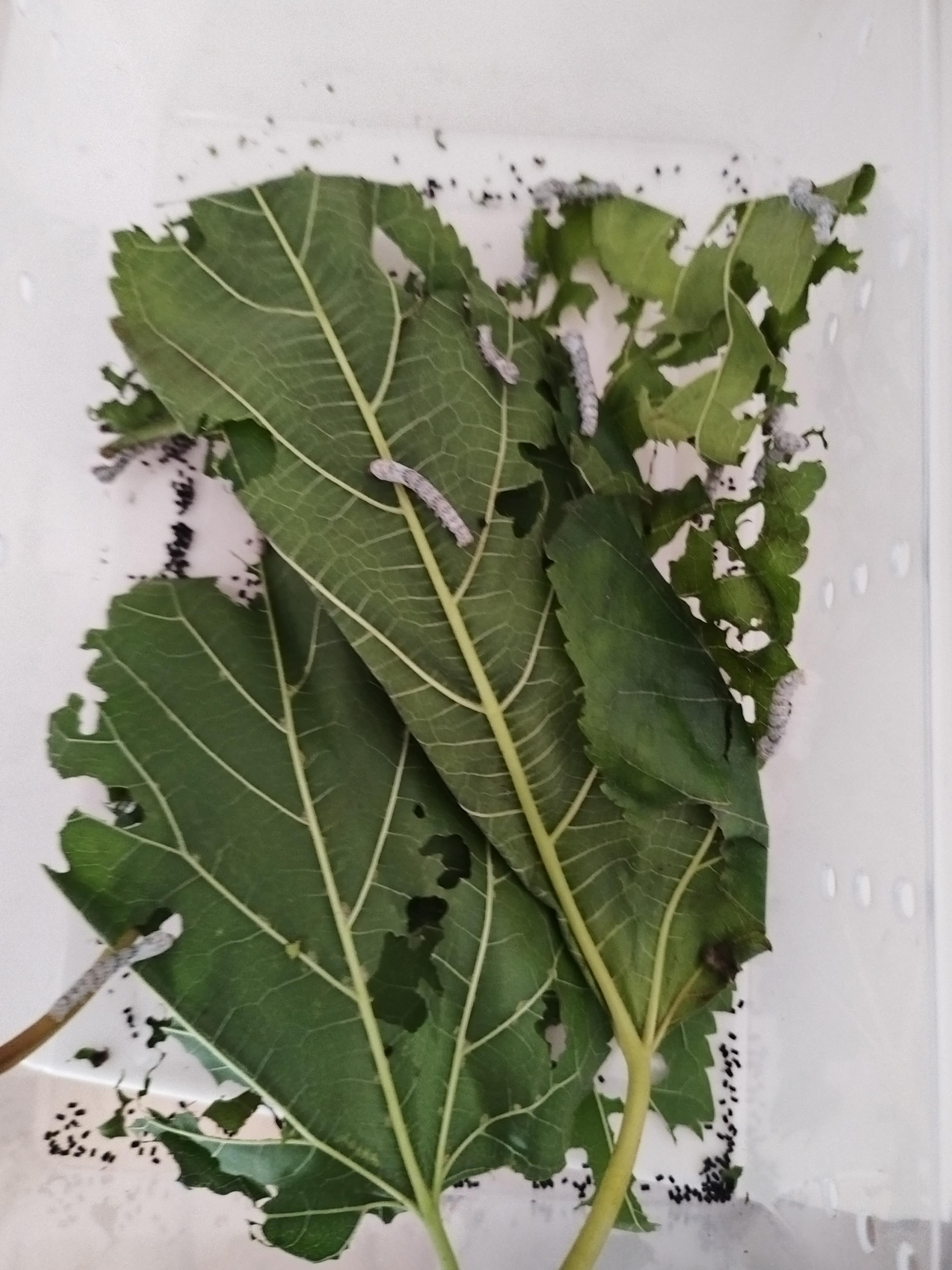 一只爱生活的蚂蚁 的想法: 蚕宝宝 |  a class="hash_tag" href="