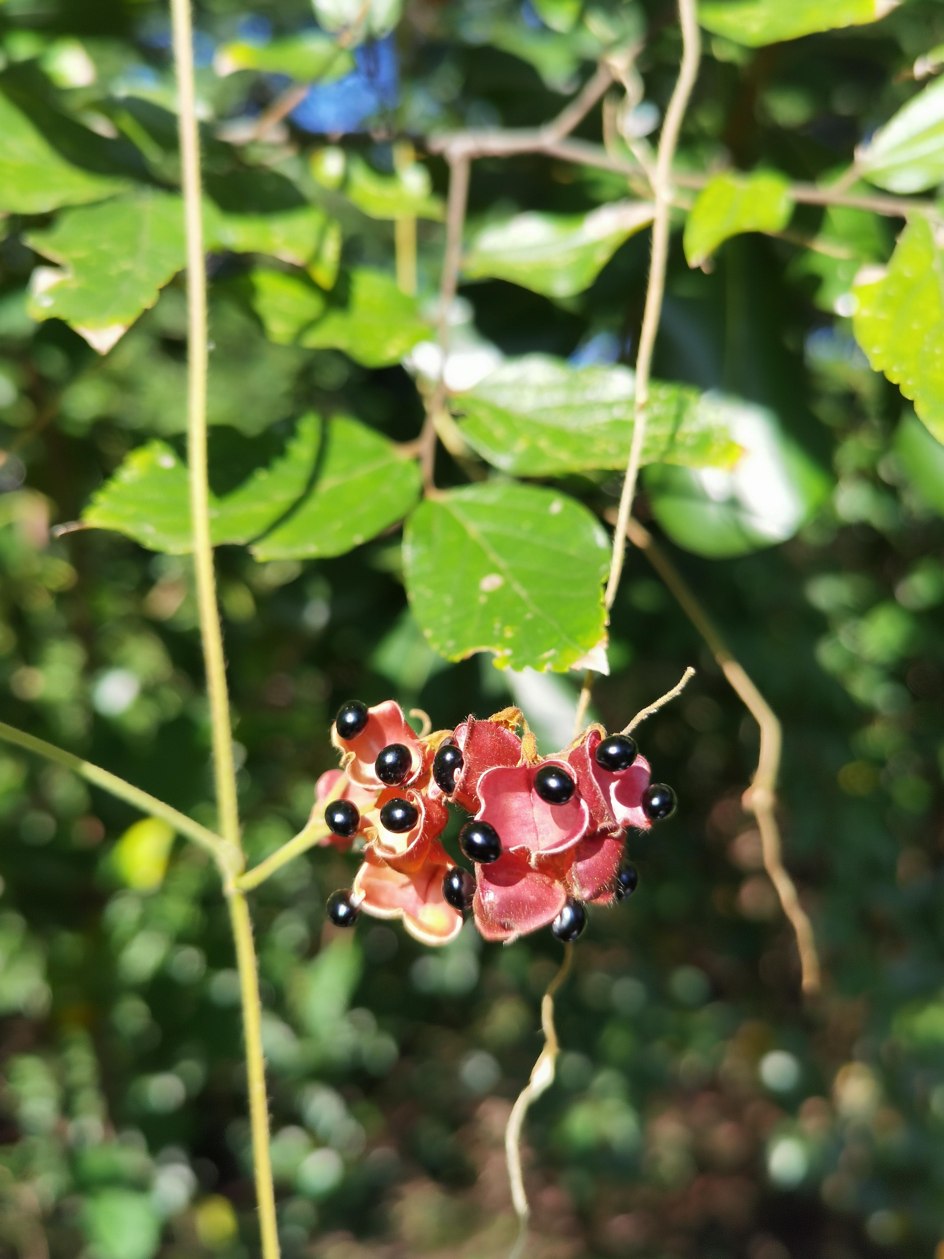 鹿藿的图片药用功效图片