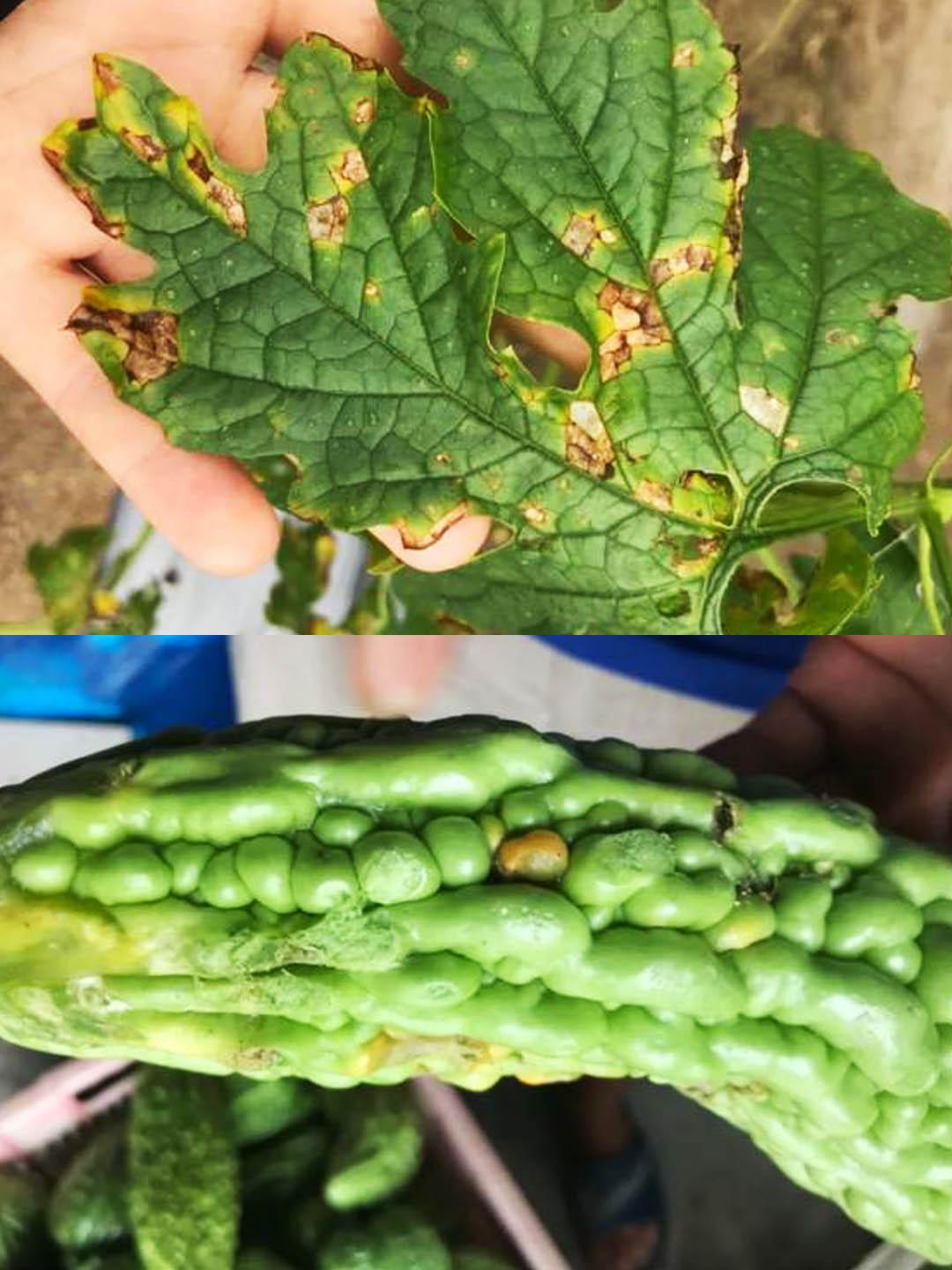 天宝特色农技服务 的想法: 苦瓜瓜条流脓啥病害?