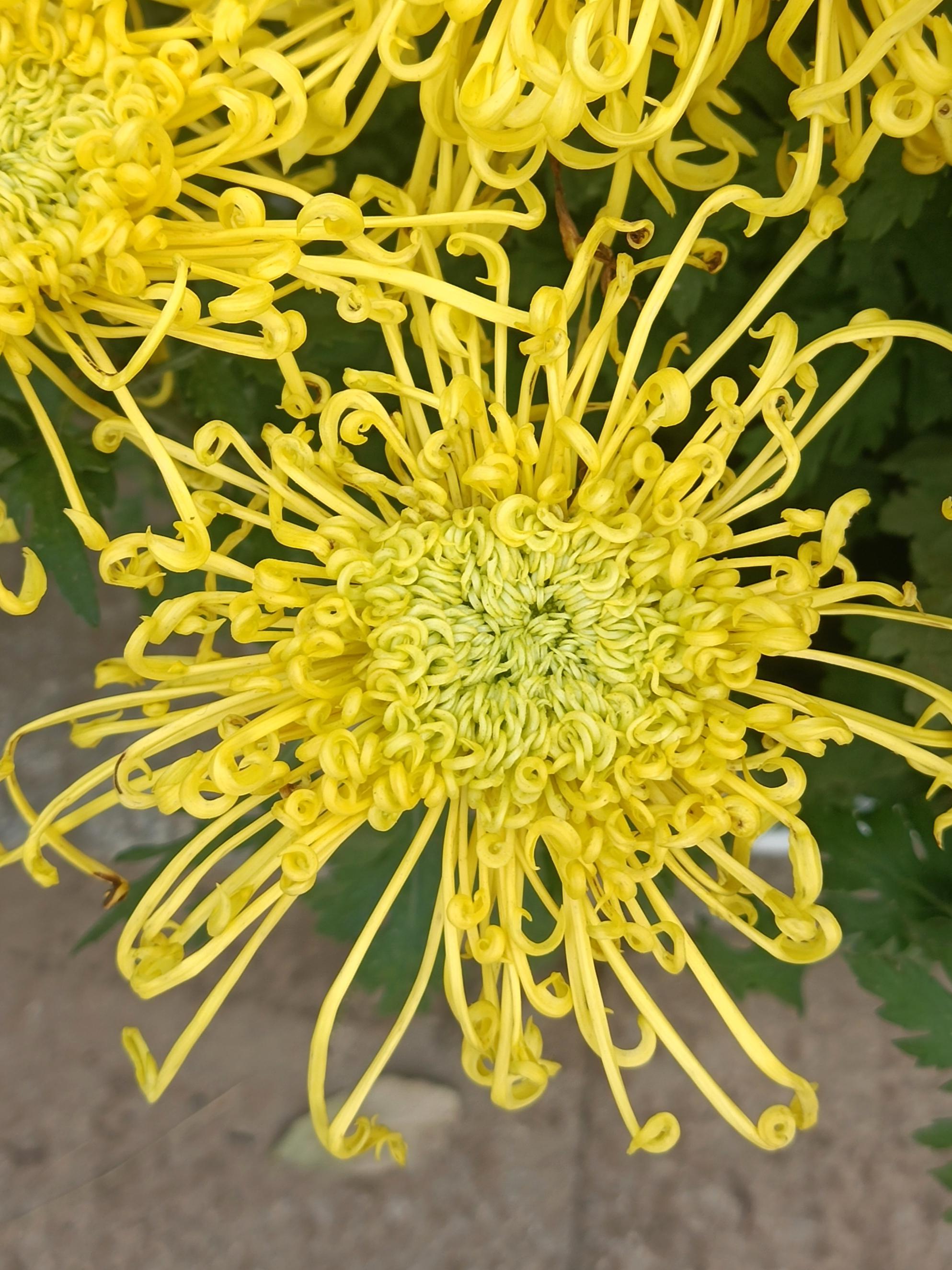 这里是彼岸 的想法: 黄色千丝菊