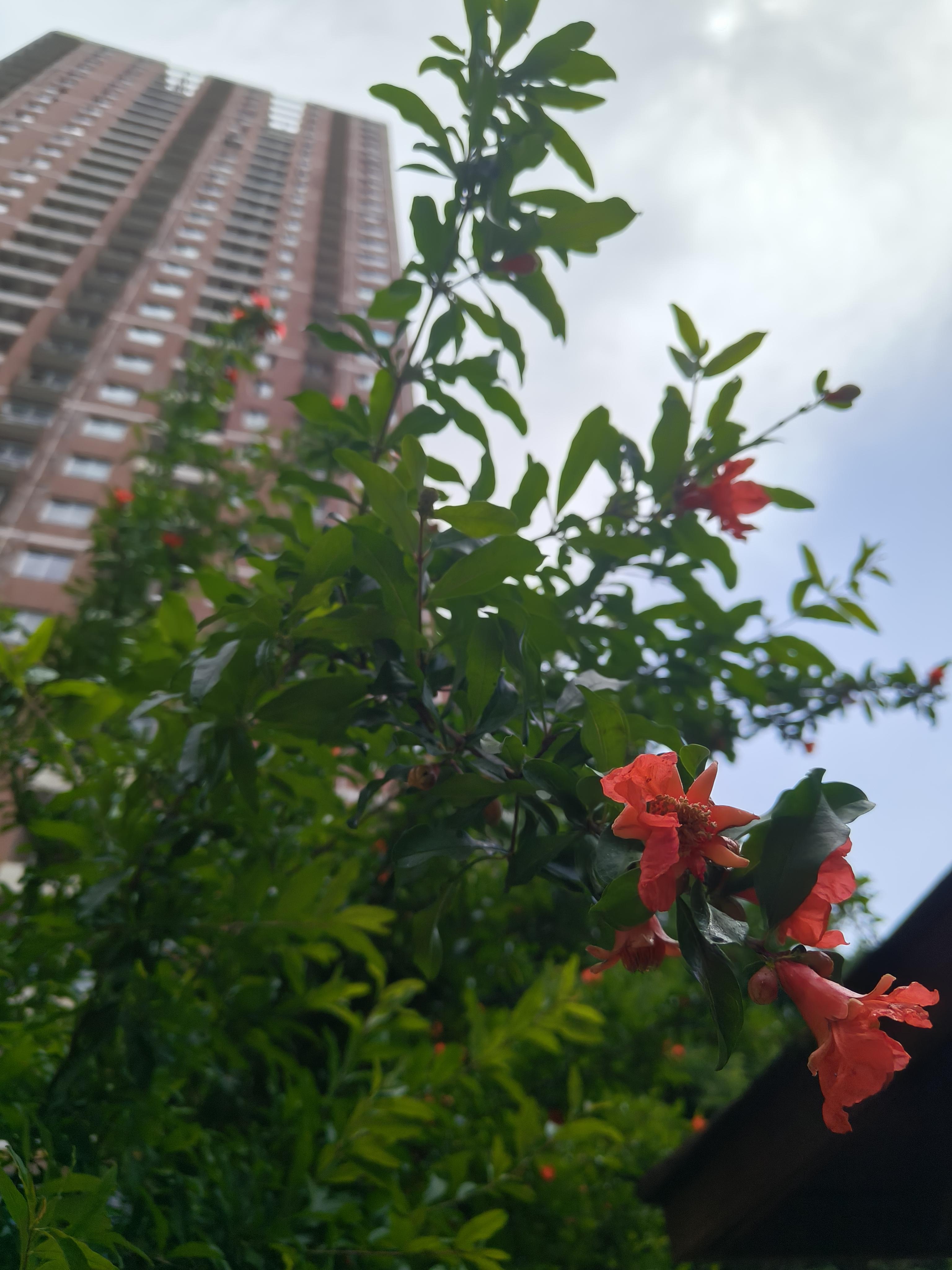 小小鱼 的想法: 石榴花开了