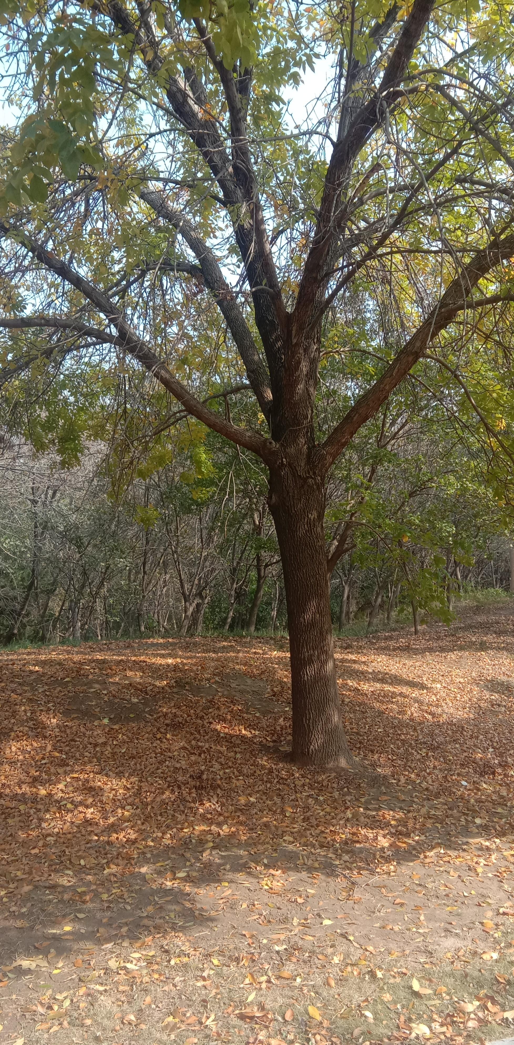 初冬的骄阳下的一棵树地点安阳