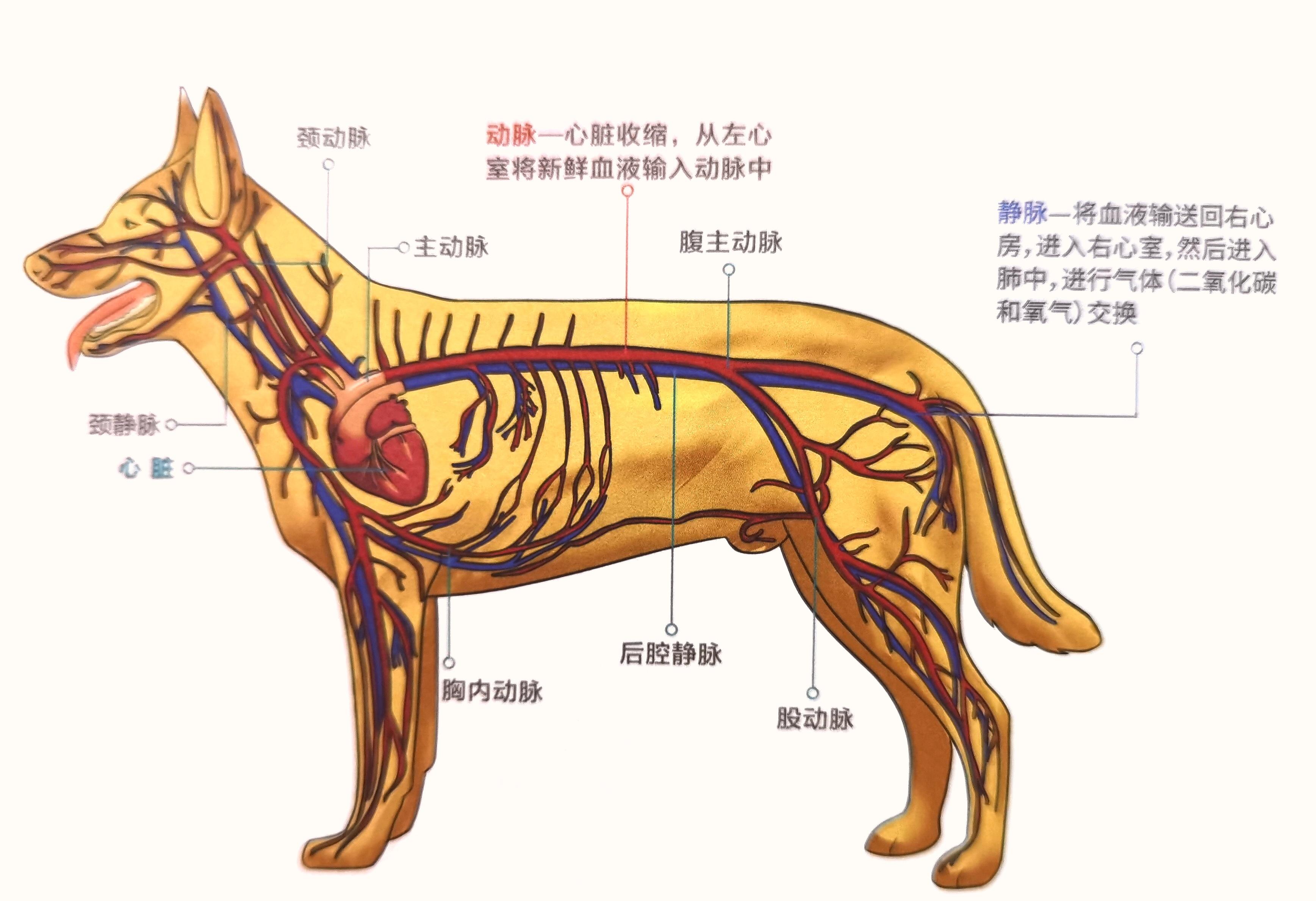 原上草 的想法: 犬猫的心脏❤