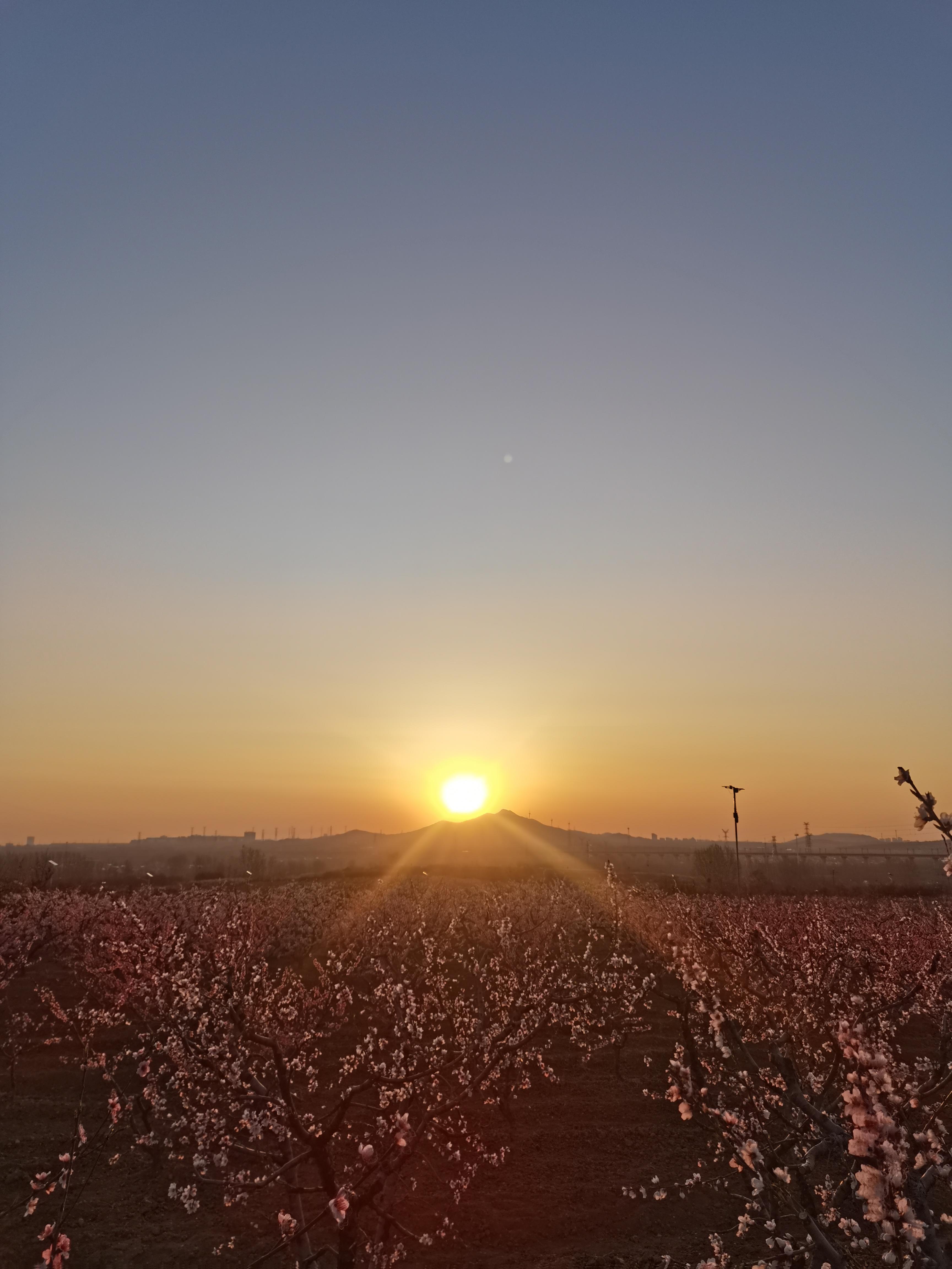 桃花 | #随手拍桃花#路上的风景旭日东升放光芒,村外桃花始