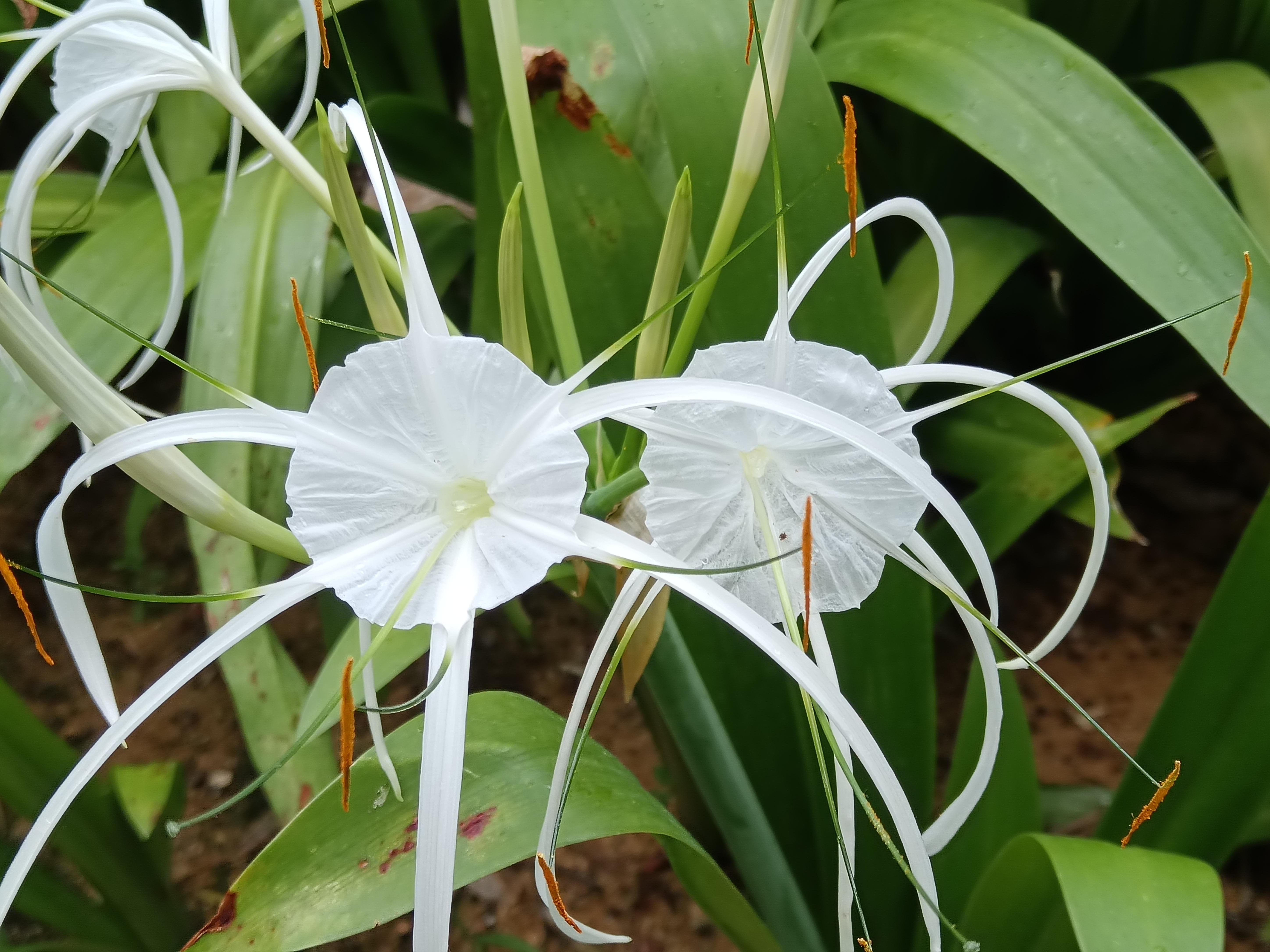 z-jd 的想法: 水鬼花