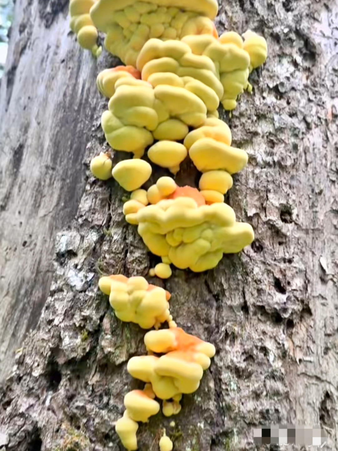 王小王 的想法: 野生菌探秘787:树鸡蘑!