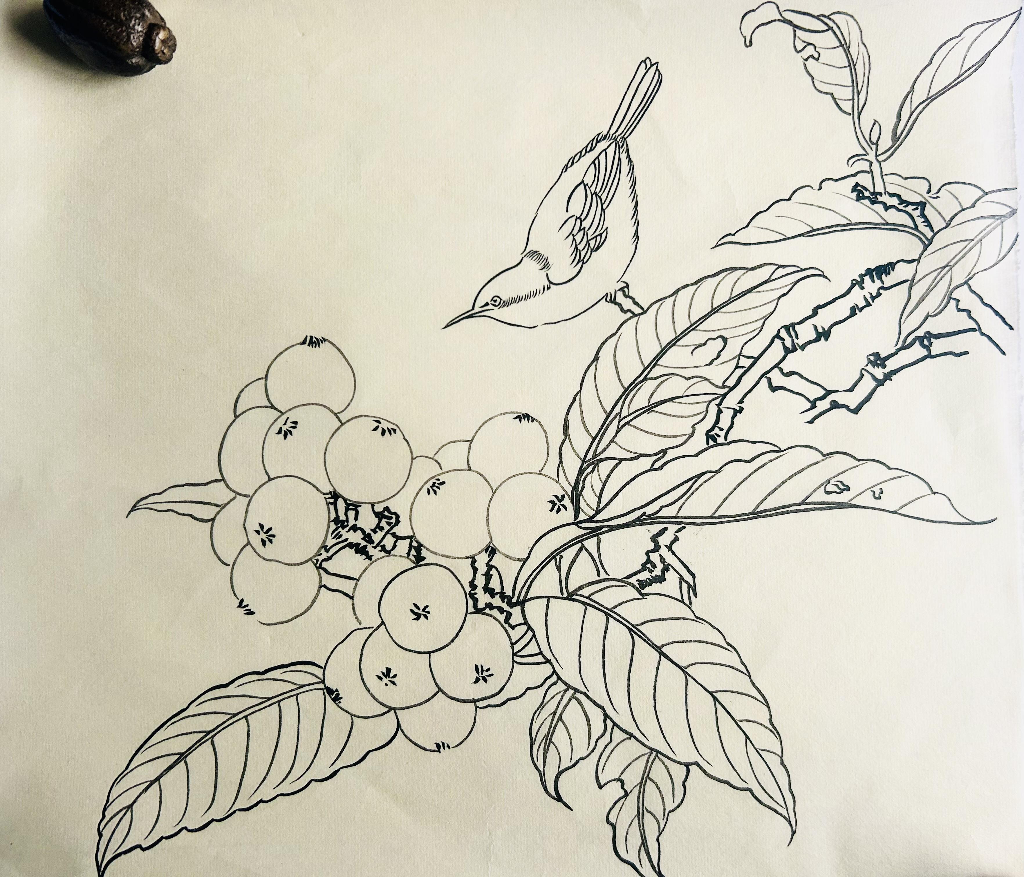 静观斋 的想法: 国画白描花鸟练习之十四