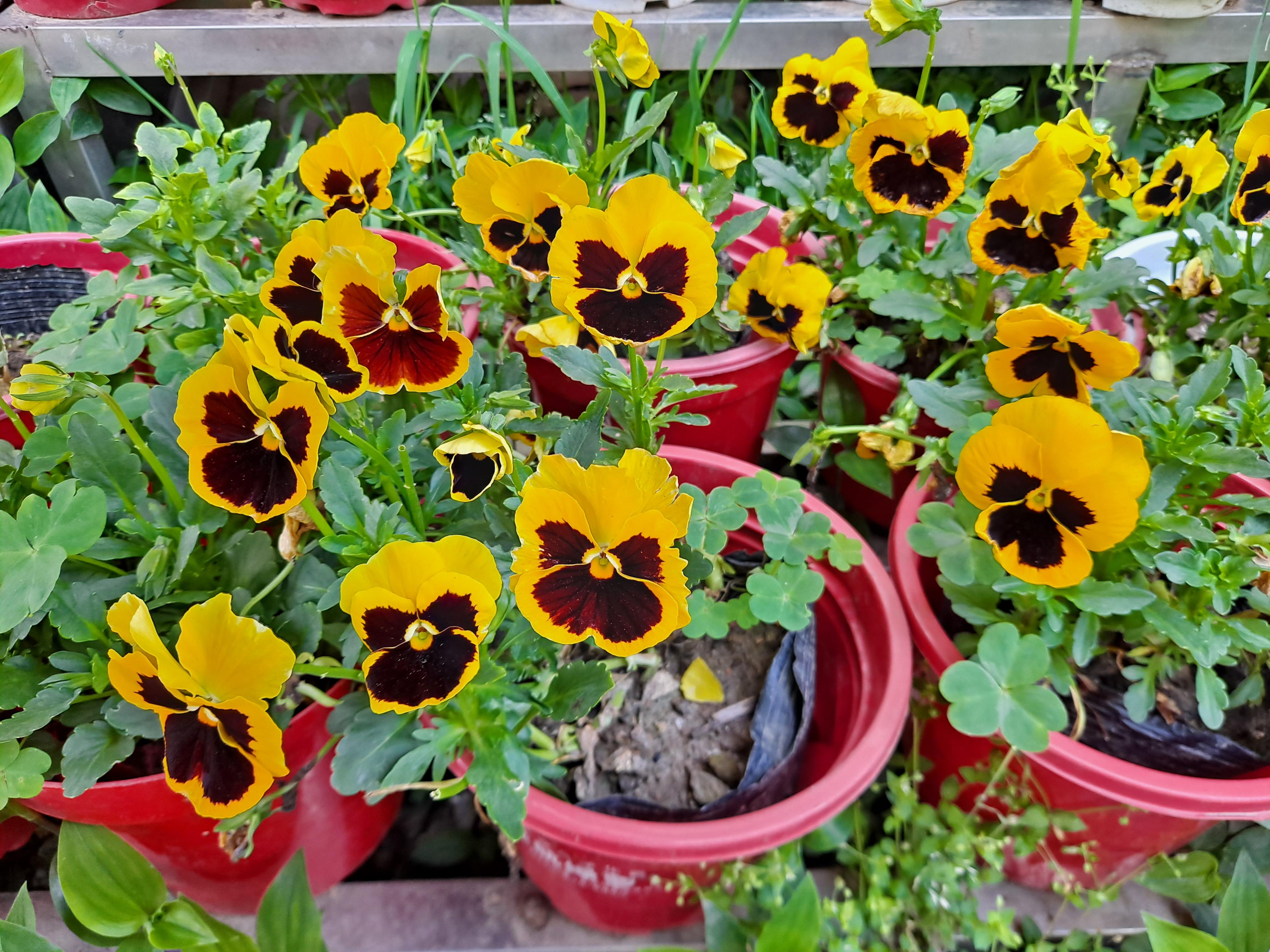 晨钟暮鼓 的想法: 蝴蝶花 | <a class="hash_tag" href="