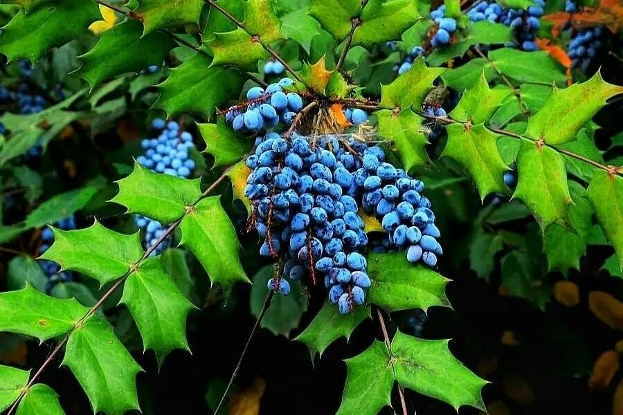 夏天 的想法: 每天一种植物分享 | 十大功劳 ,小檗科十大功劳属常绿