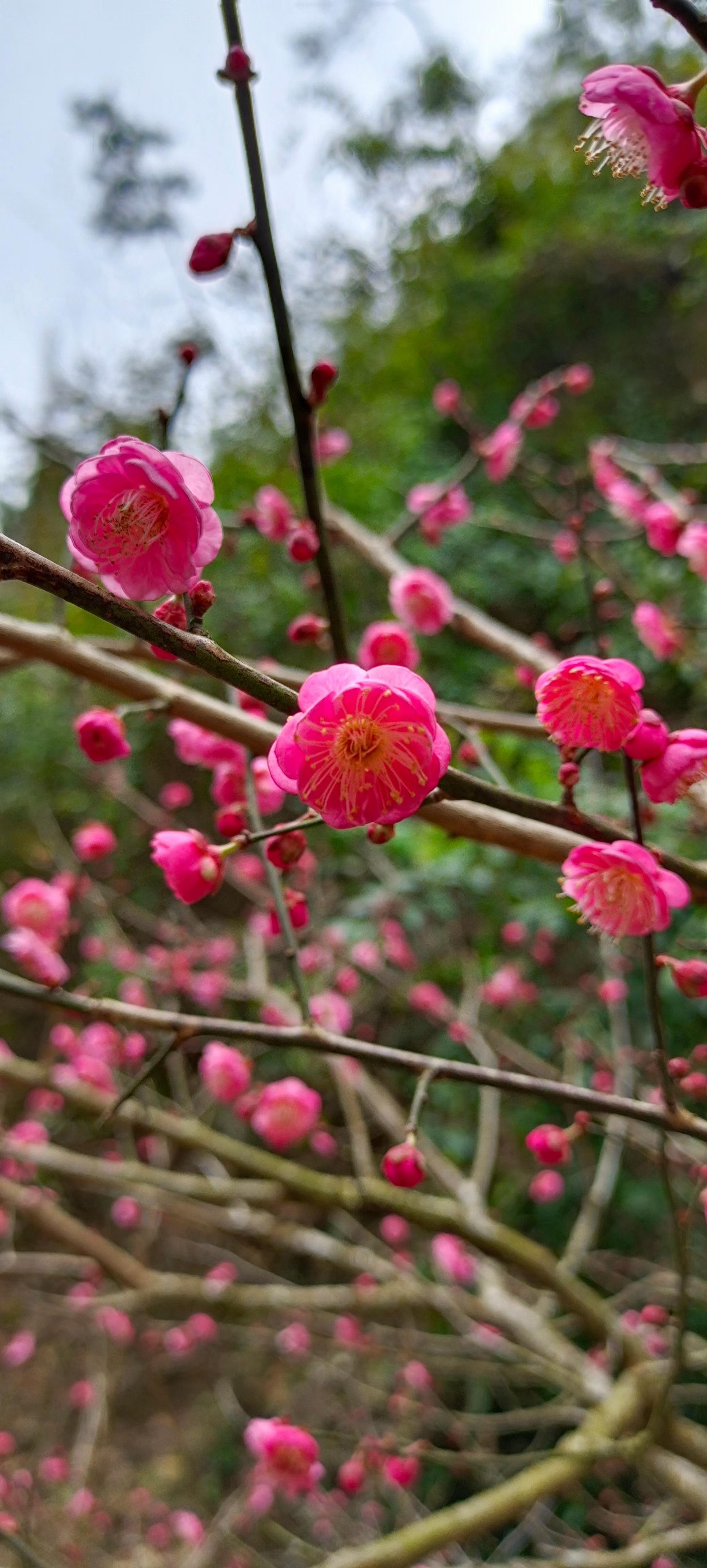 南雄梅岭梅花图片