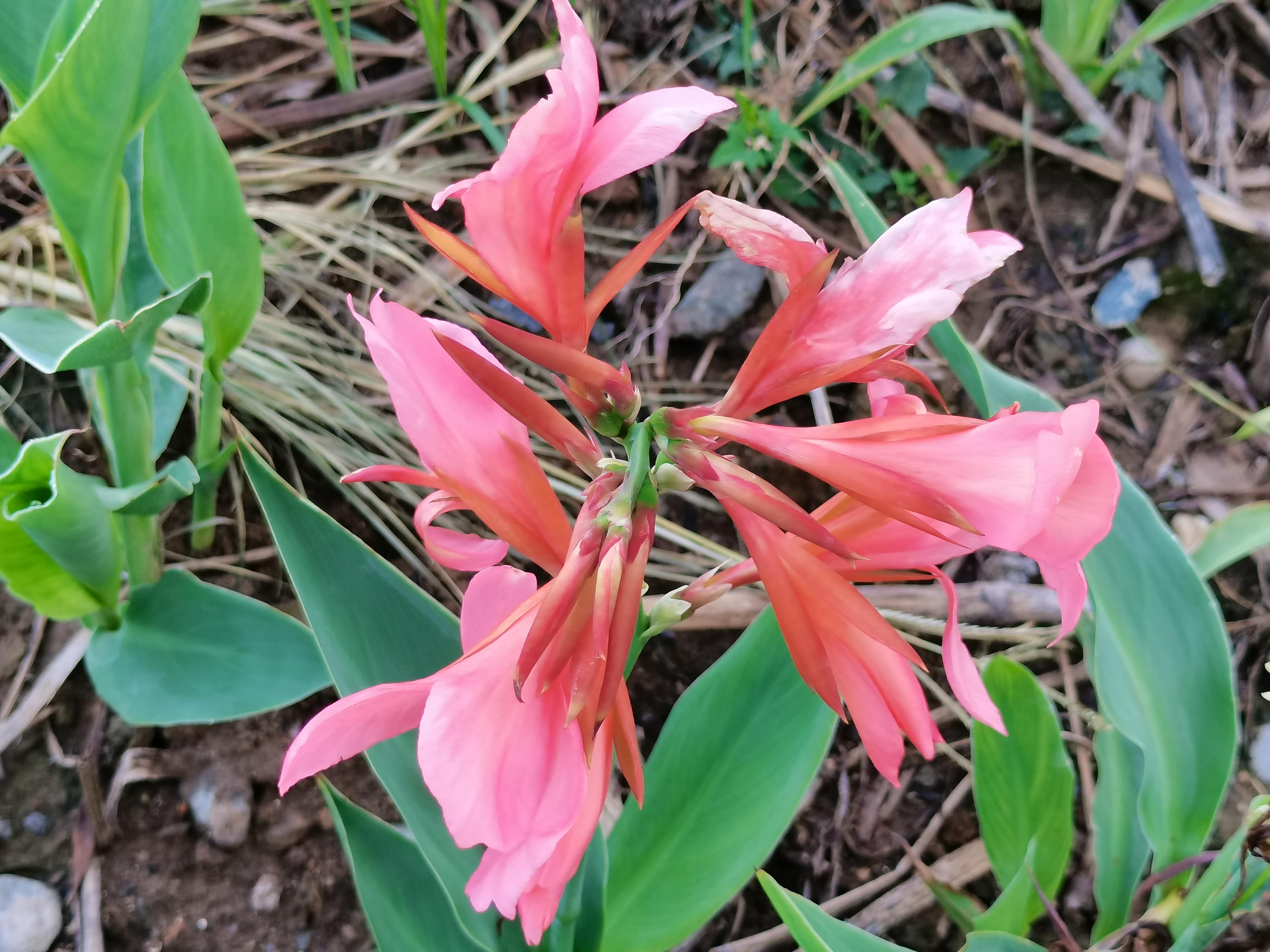 湖畔随缘居 的想法: 粉美人蕉