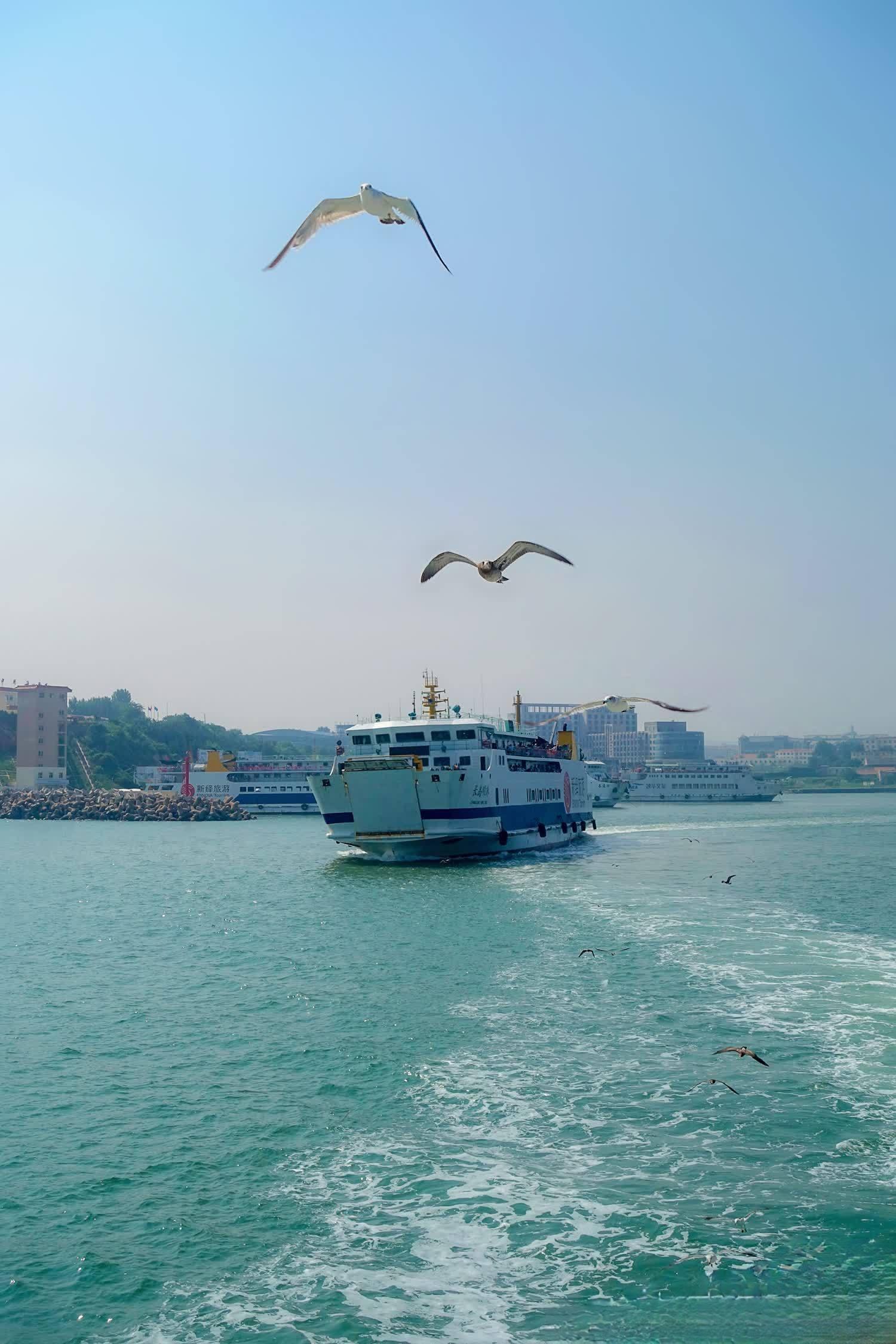 最美大海海鸥轮船图片图片