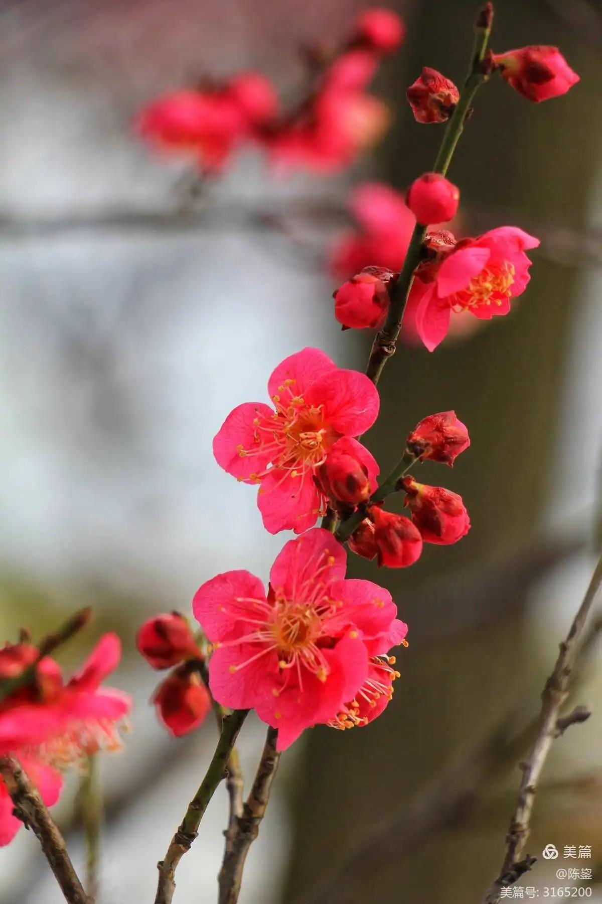 我喜欢梅花,它没有牡丹花那么雍容华贵!也没有荷花那么纯洁淡雅!