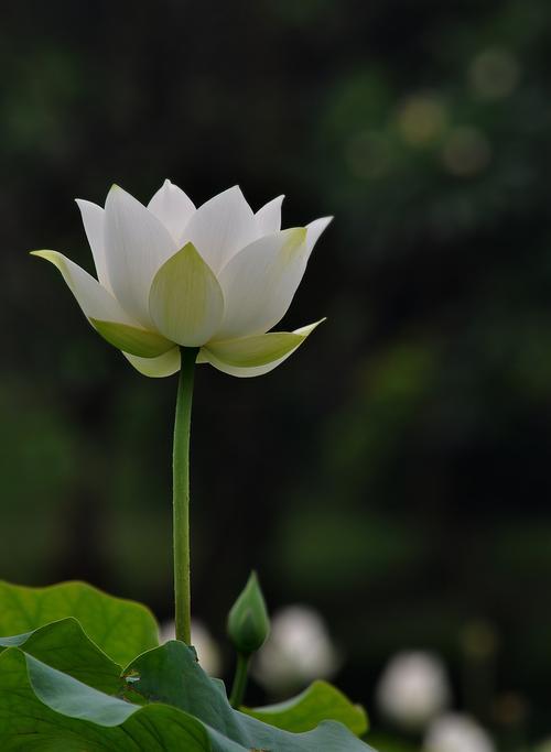 柯刚德 的想法: 白莲开,紫薇来 | 法家被骂被否定,孰不知其为儒术也.