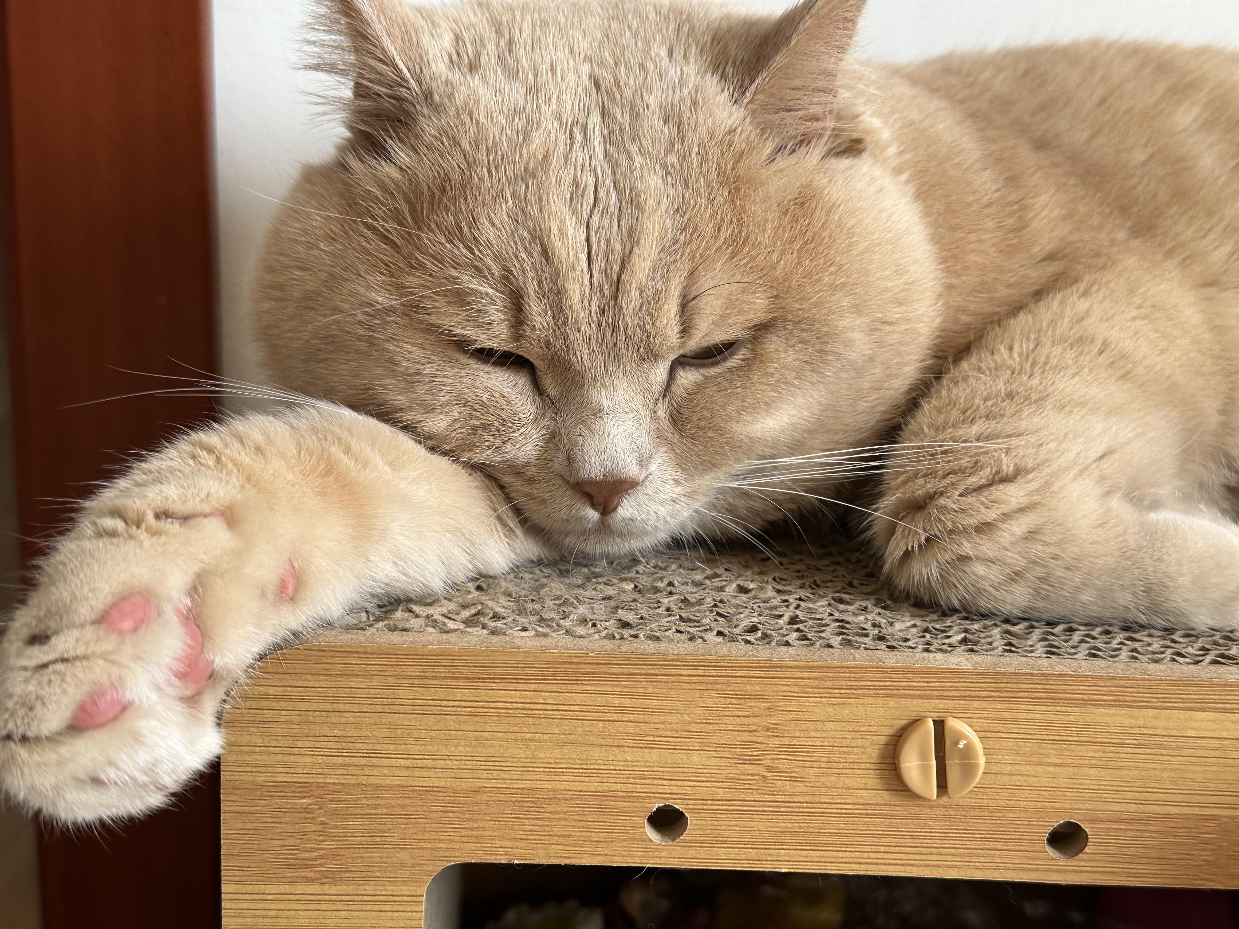 的想法: 春困秋乏夏打盹,睡不醒的冬三月