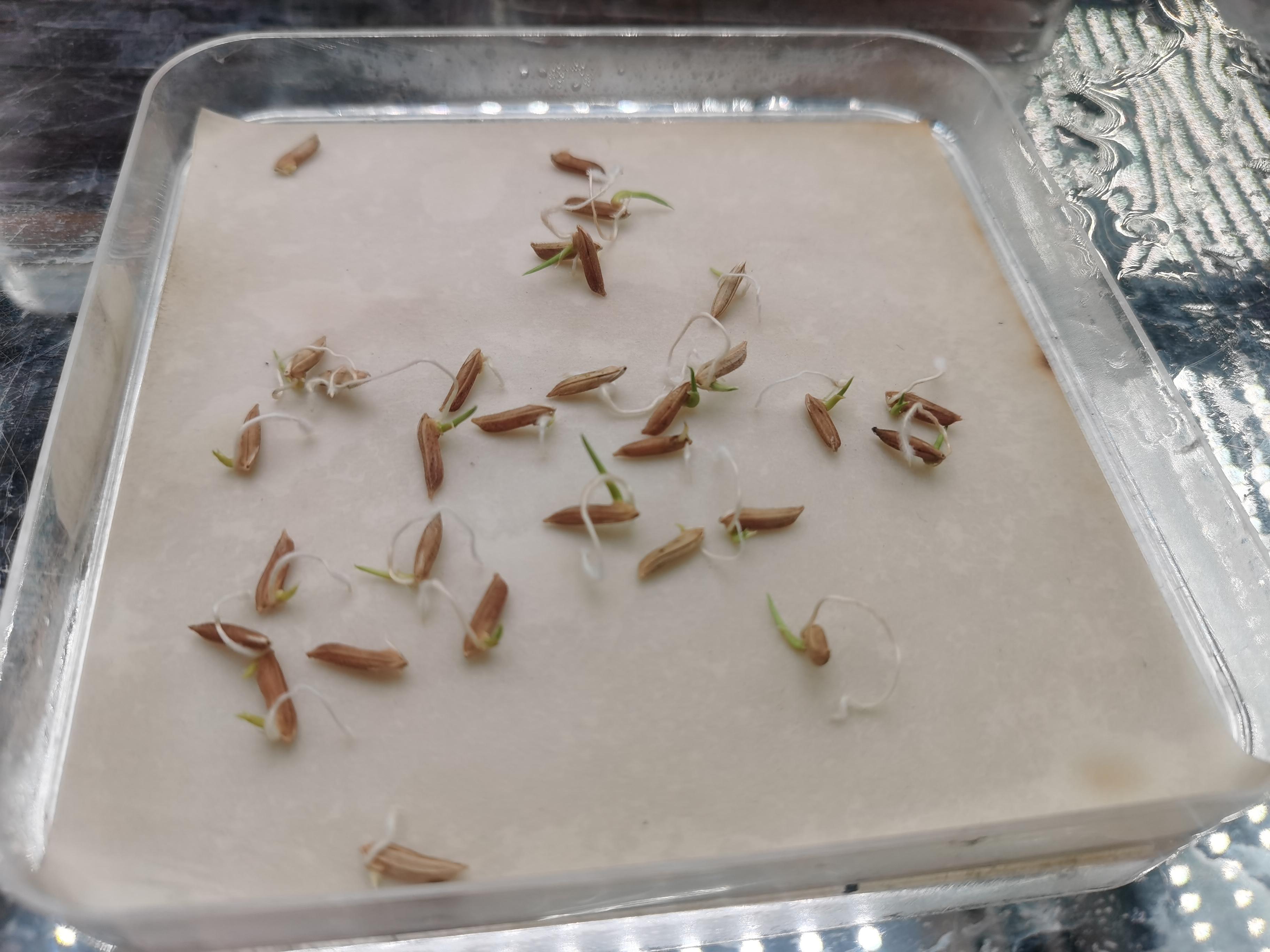 一问到底 的想法: 水多培养水稻,还是水少培养水稻
