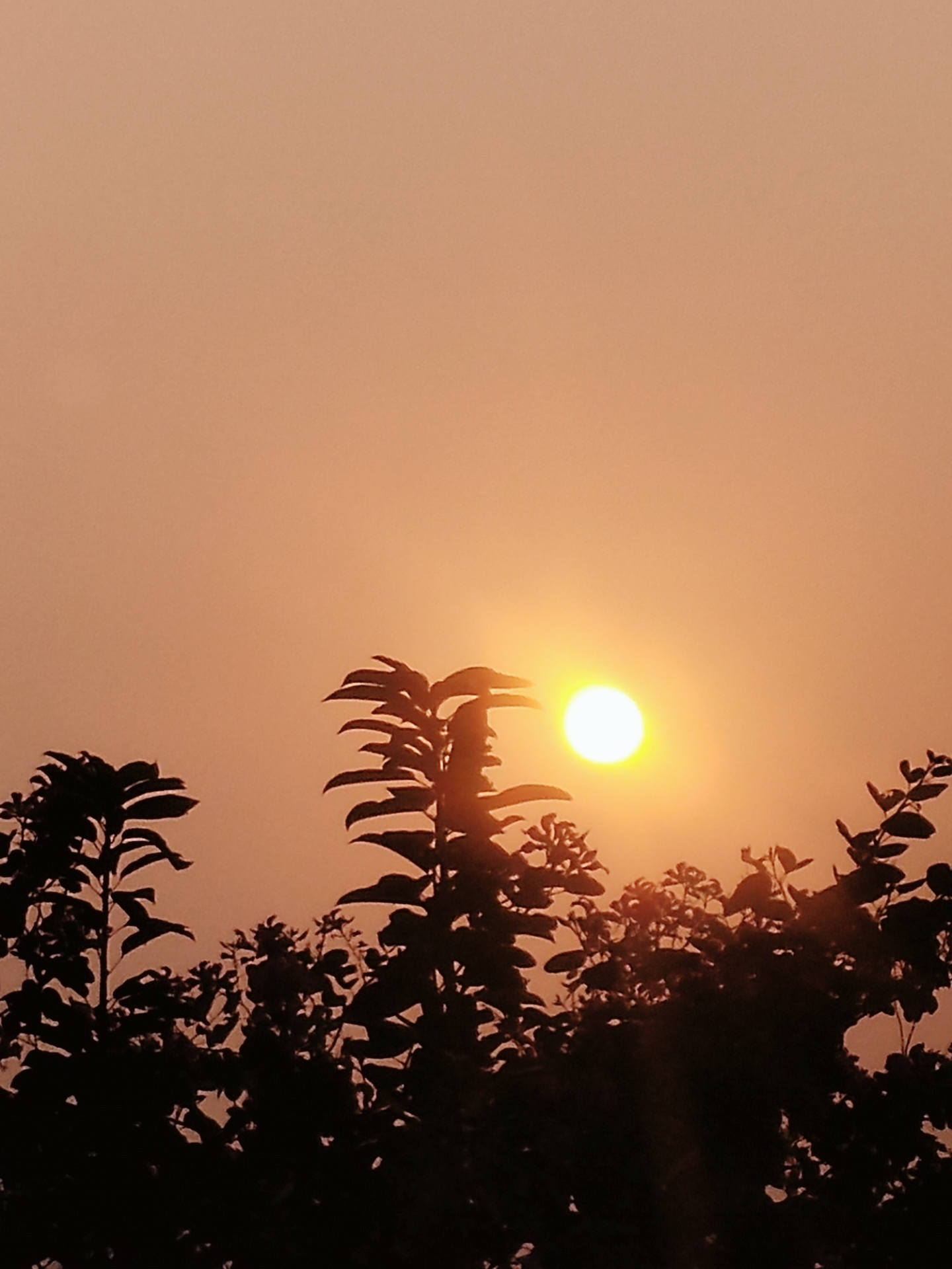 yj6979 的想法: 广州冬季早上的太阳