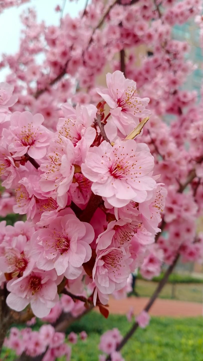 玉门桃花1朵图片