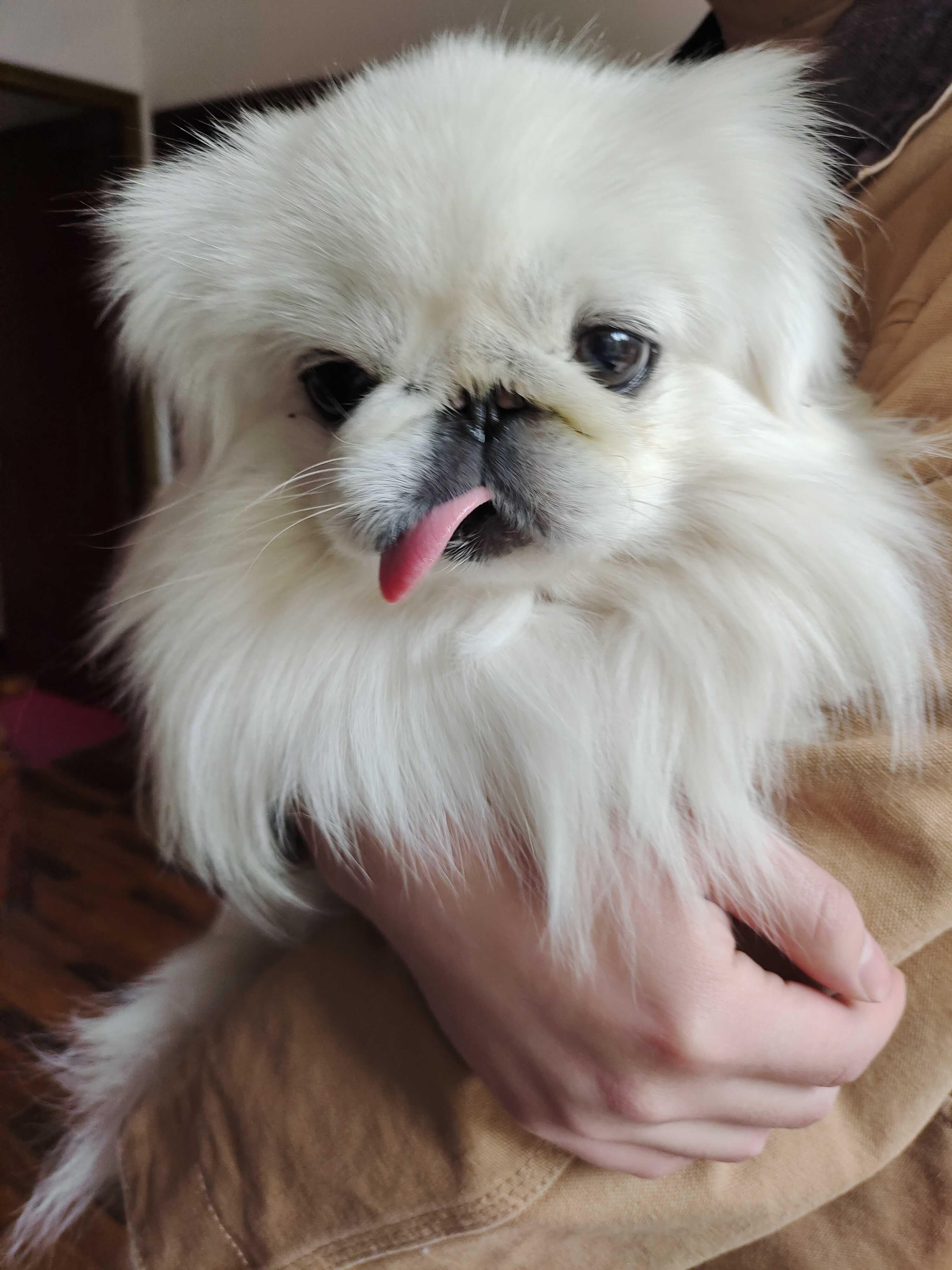 奶茶不加冰 的想法 可可爱爱小京巴 | a href=