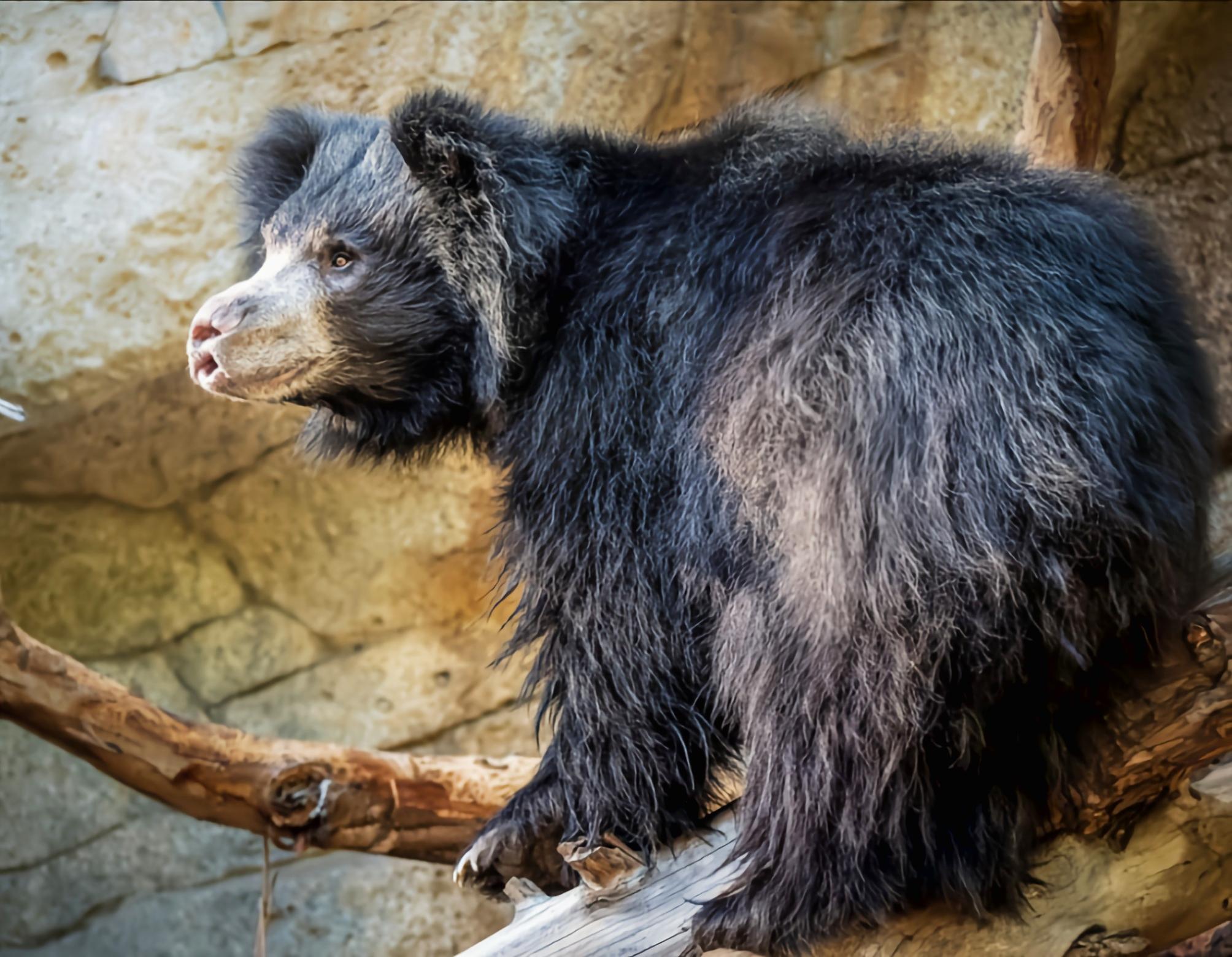 每天认识一种动物懒熊懒熊别名蜜熊是熊科哺乳动物分布斯里兰卡印度
