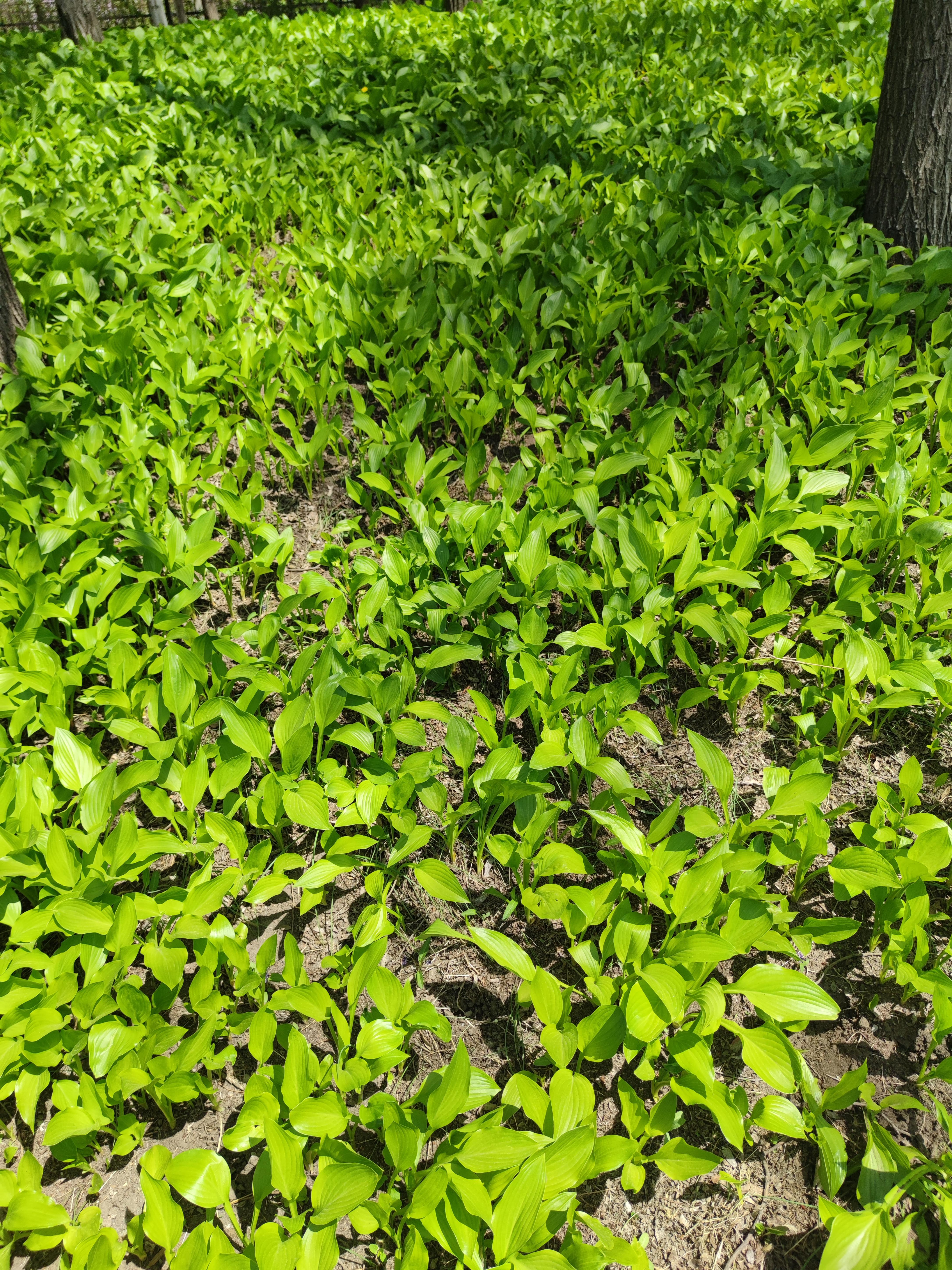 时光流不回去了 的想法 继续挖野菜