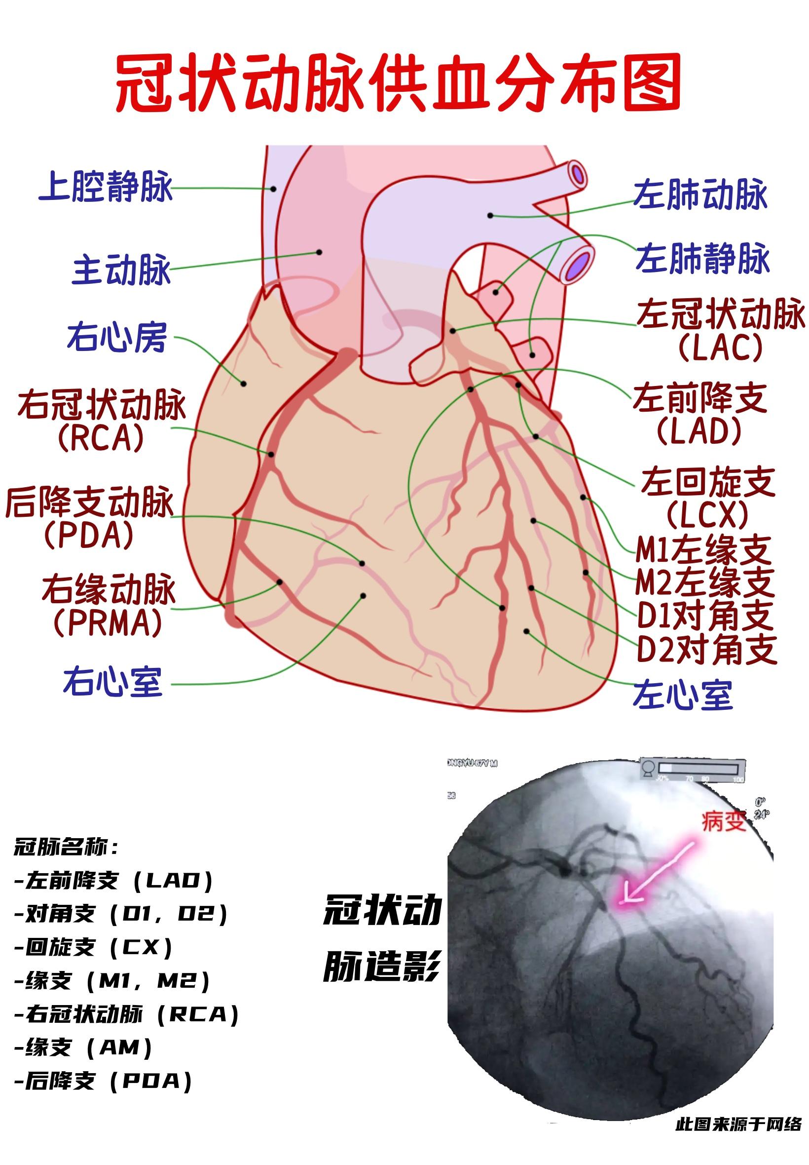 心脏冠状动脉的手段用于观察冠状动脉中是否有任何狭窄或阻塞这些狭窄