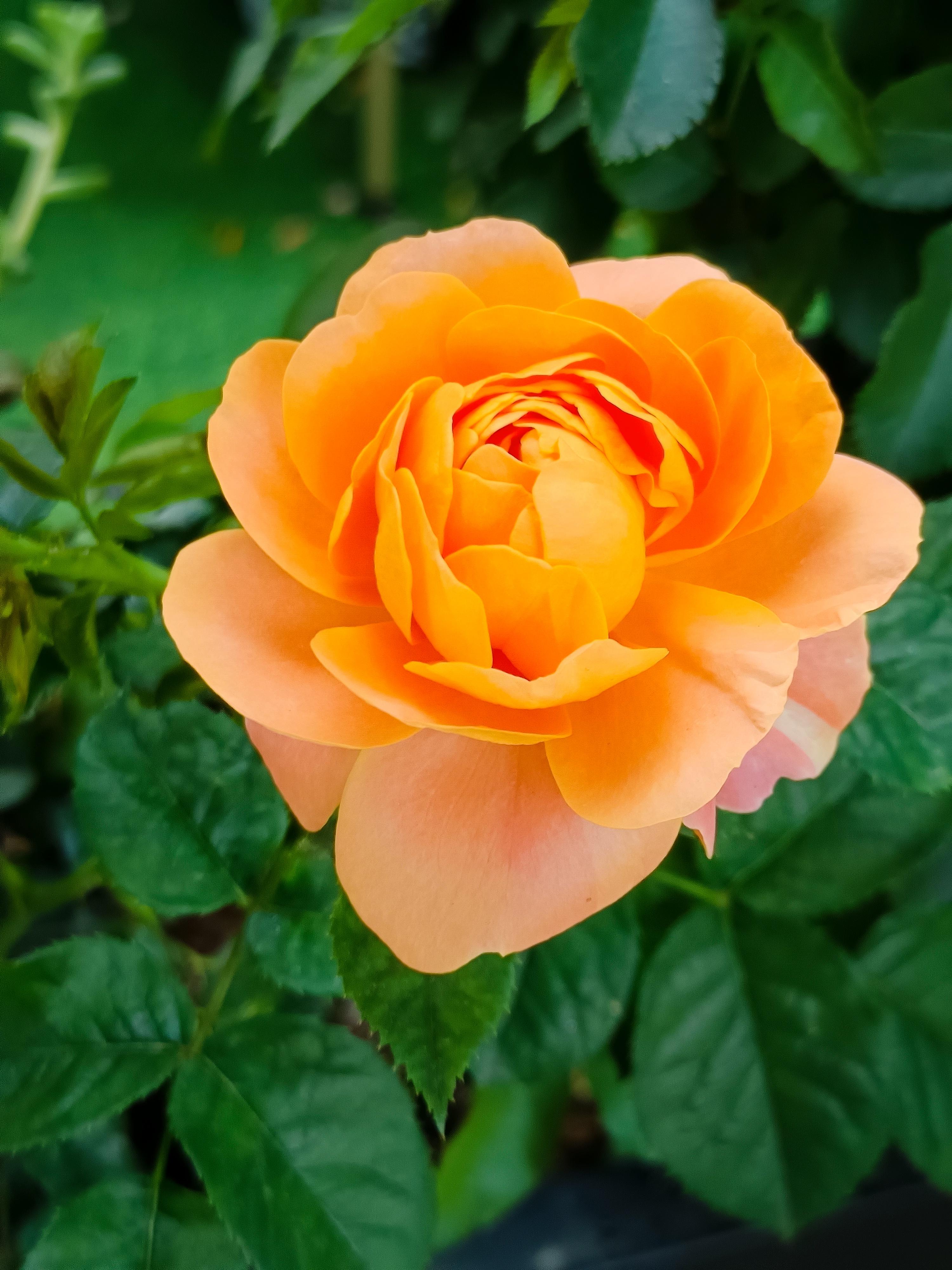 漠礼闲士 的想法: 月季花