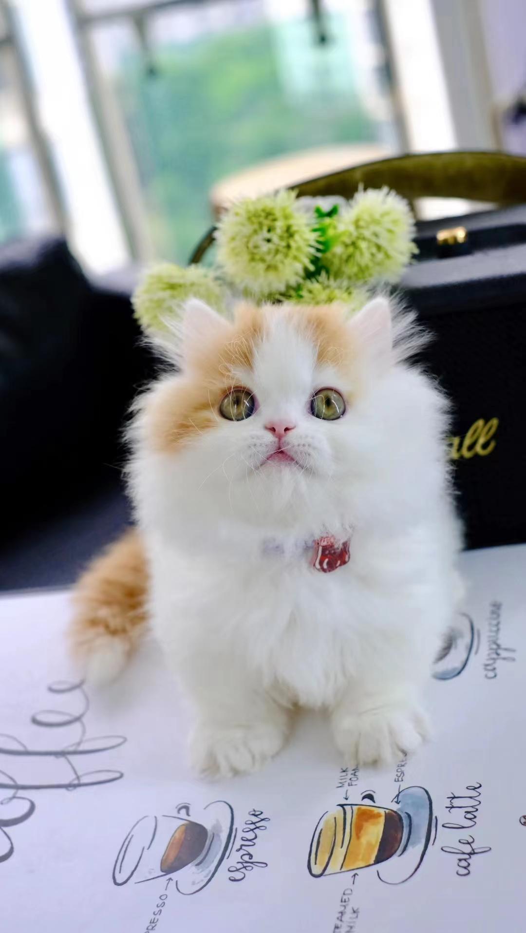 大觉 的想法: 橘白拿破仑矮脚猫猫 | 是只弟弟,好可爱 br>jiojio贴地