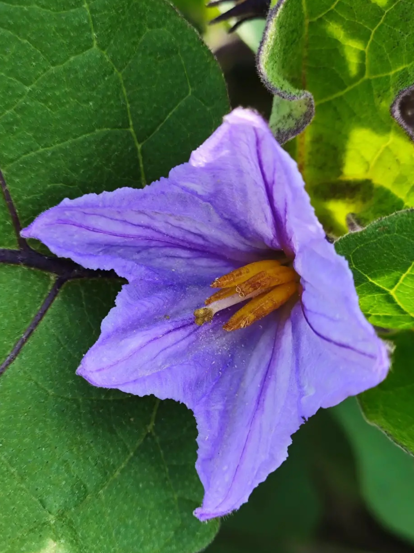 澜澜 的想法: 紫色的茄子花
