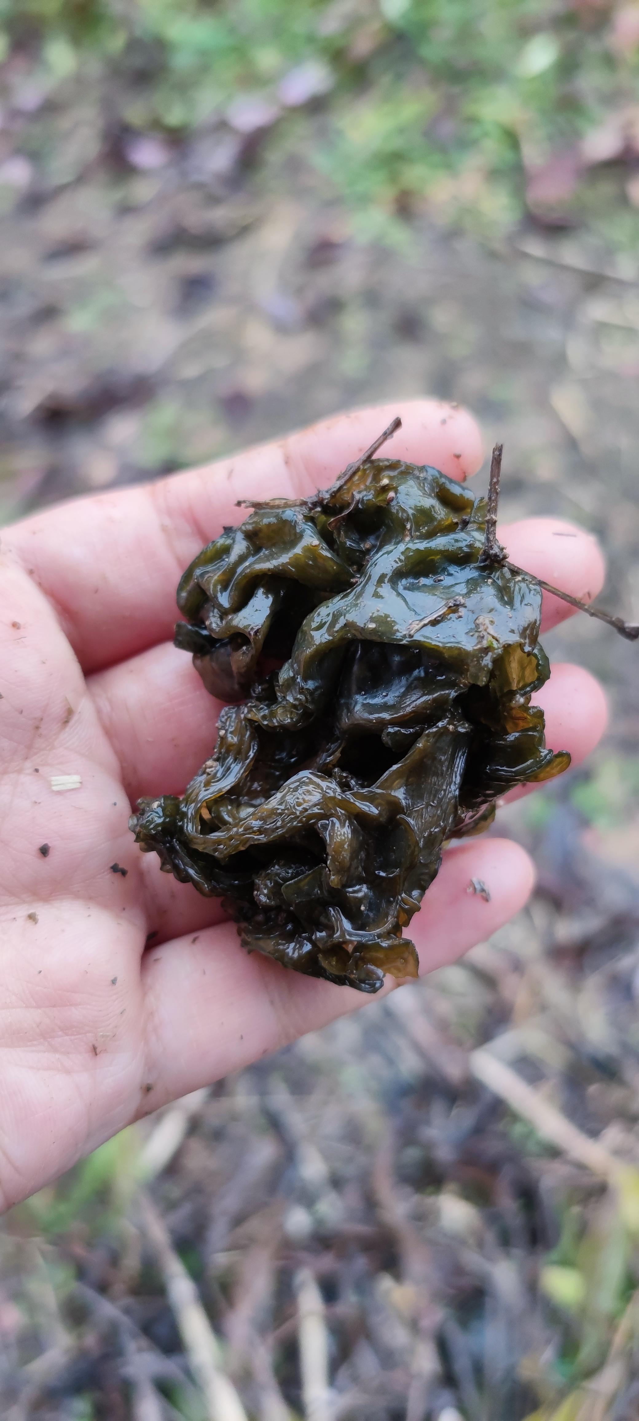 风吟 的想法: 地耳