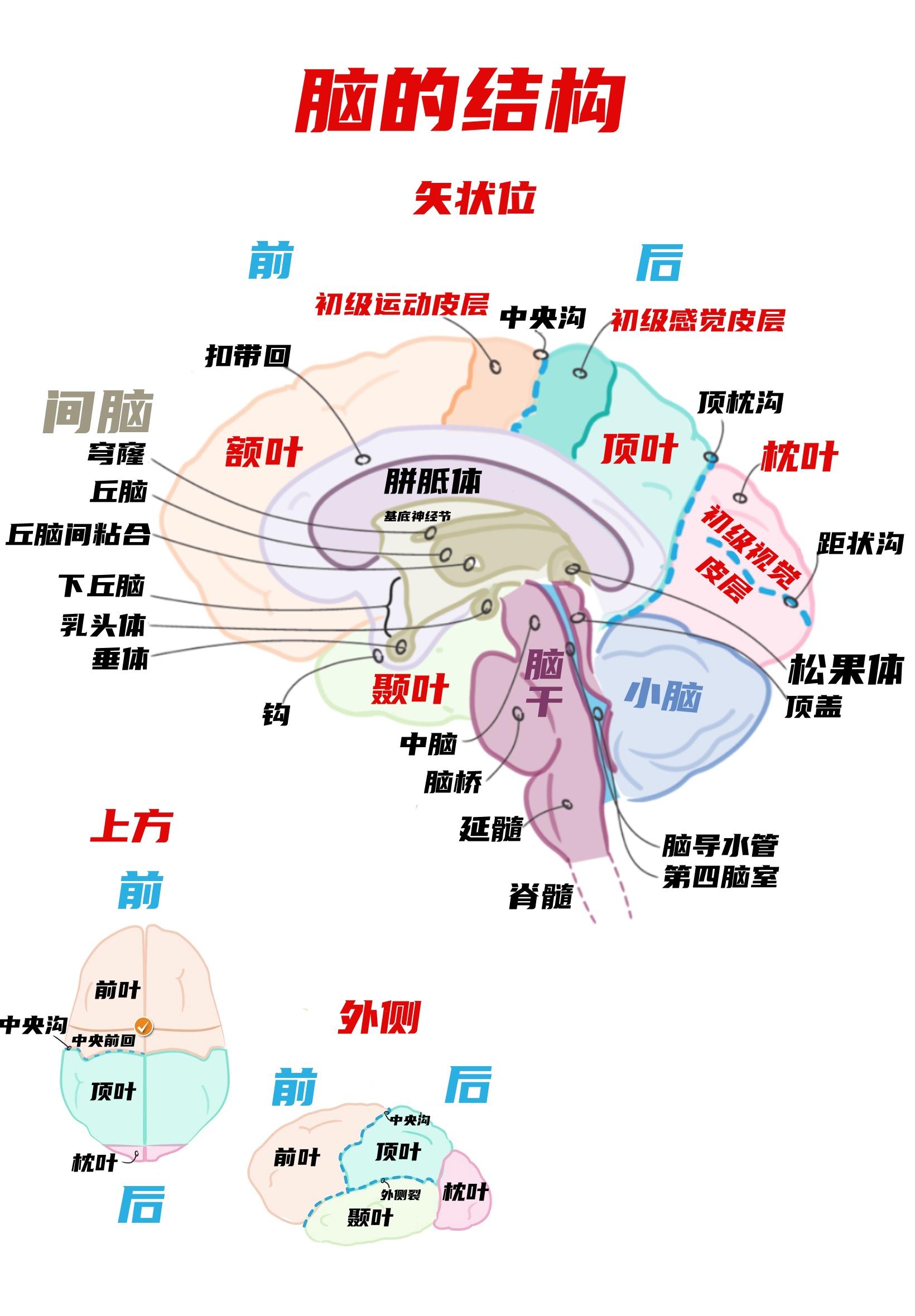 认真学医的小锅锅 的想法: 科普146 脑的结构和功
