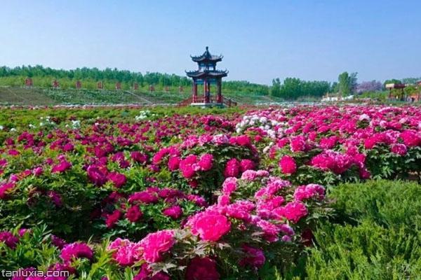 千岁兰 的想法: 河南国家牡丹园风景区 | 河南国家牡丹园风景区.